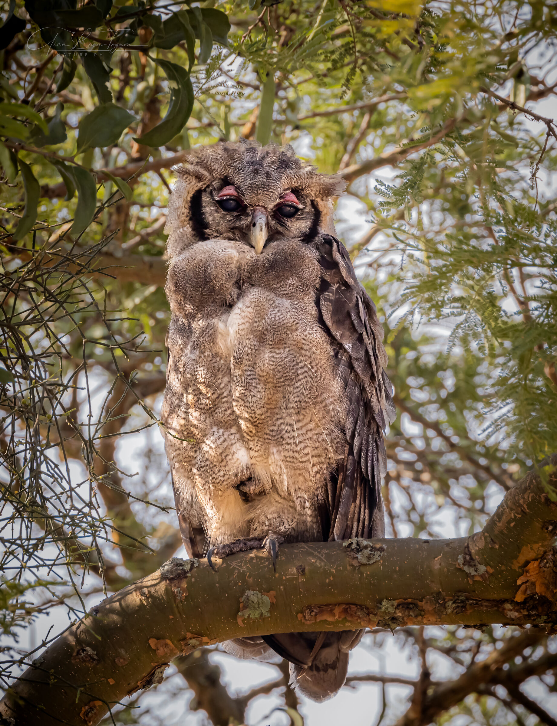 Saggio è colui che si stupisce di tutto