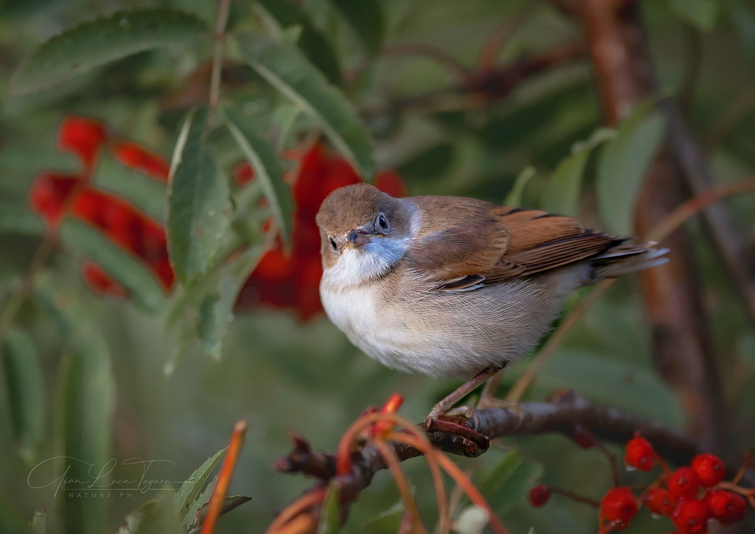 “Perché mi guardi così?" "Perc...