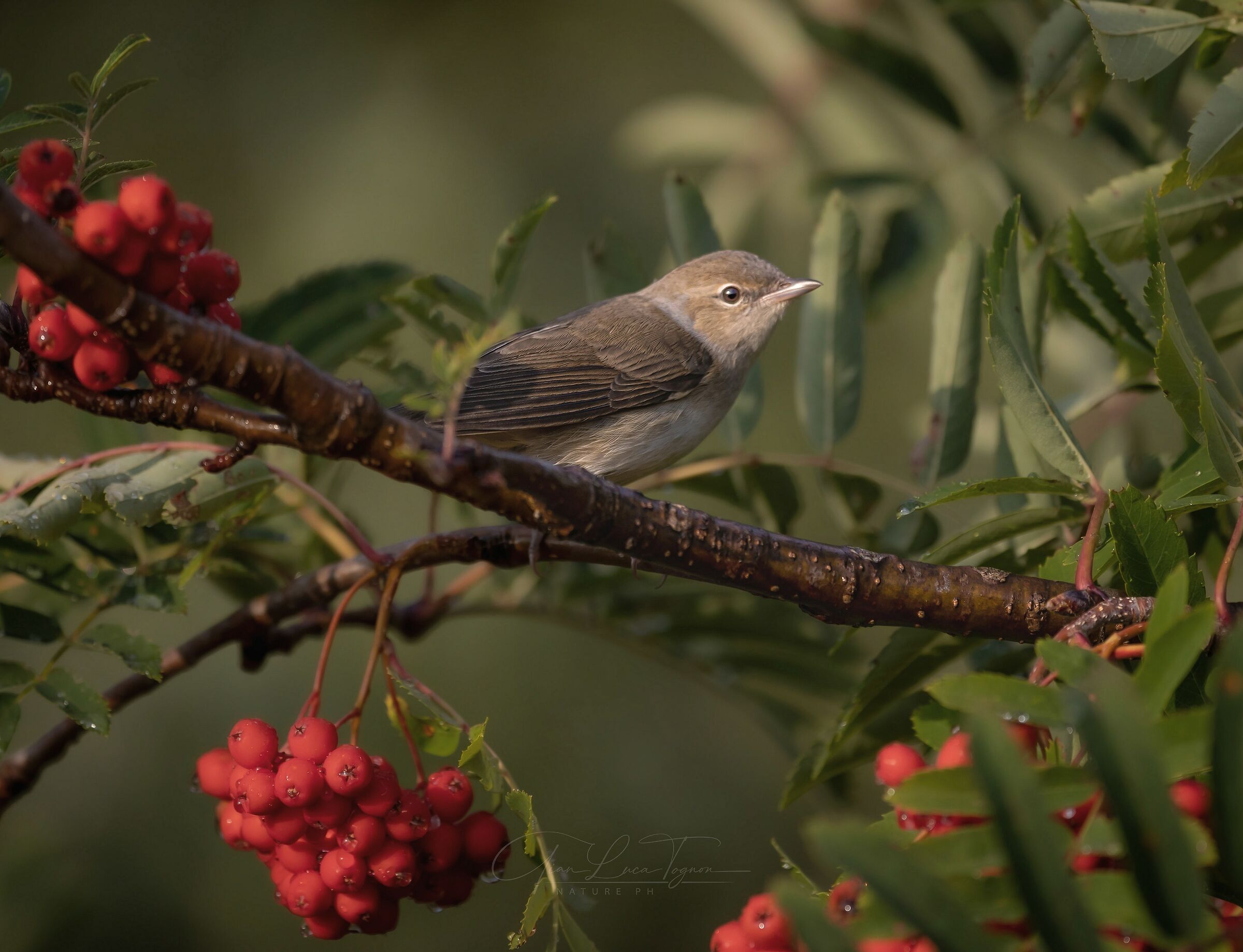 Il nostro fiore se n'è andato. Noi siamo il frutt...