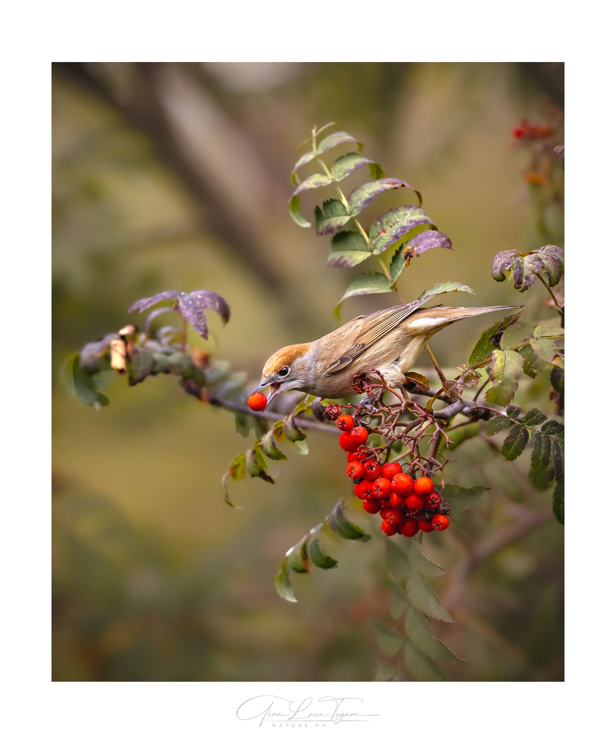 rosso, tossica passione | red, toxic passion