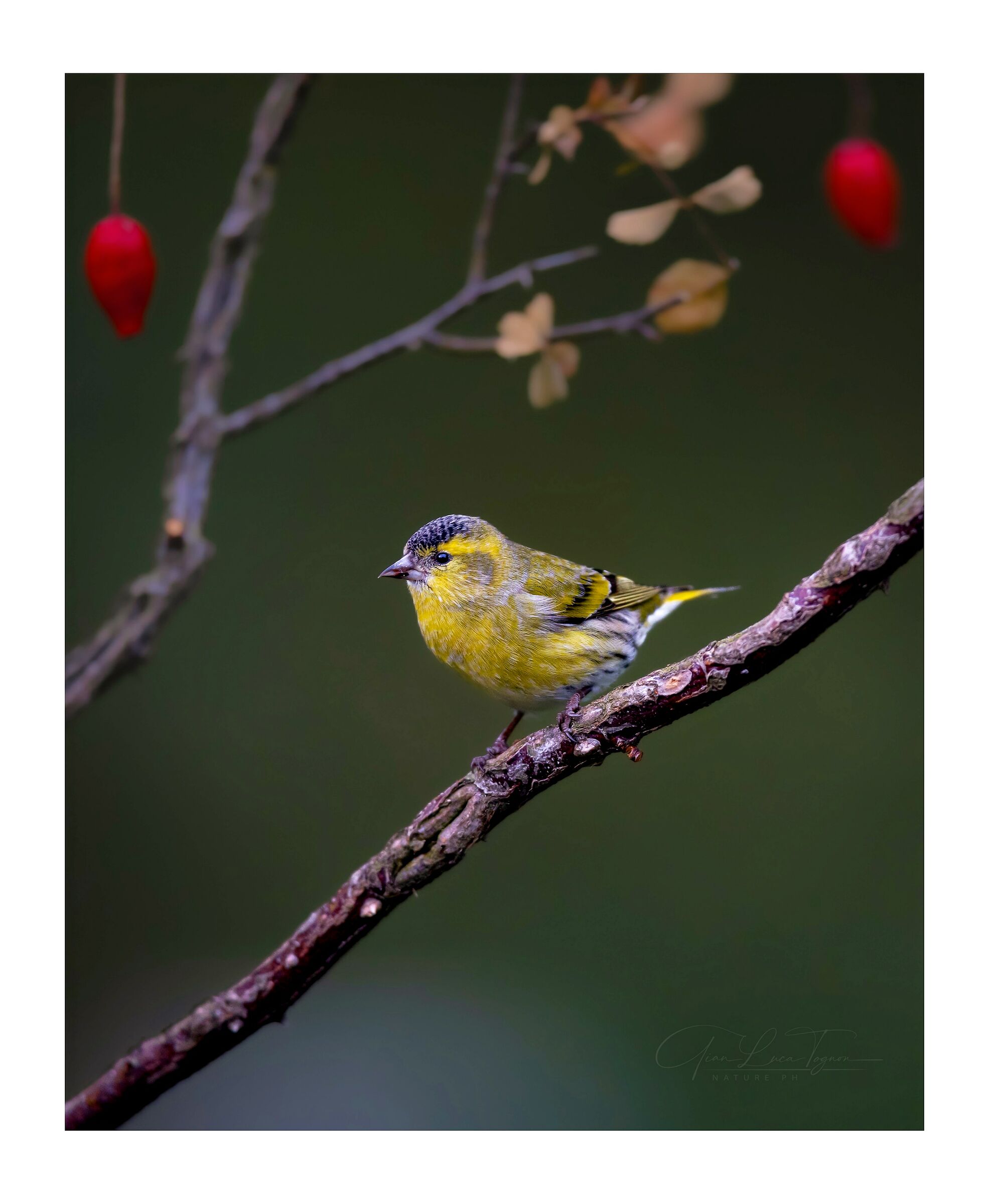 sulla rosa canina | on the rosehip