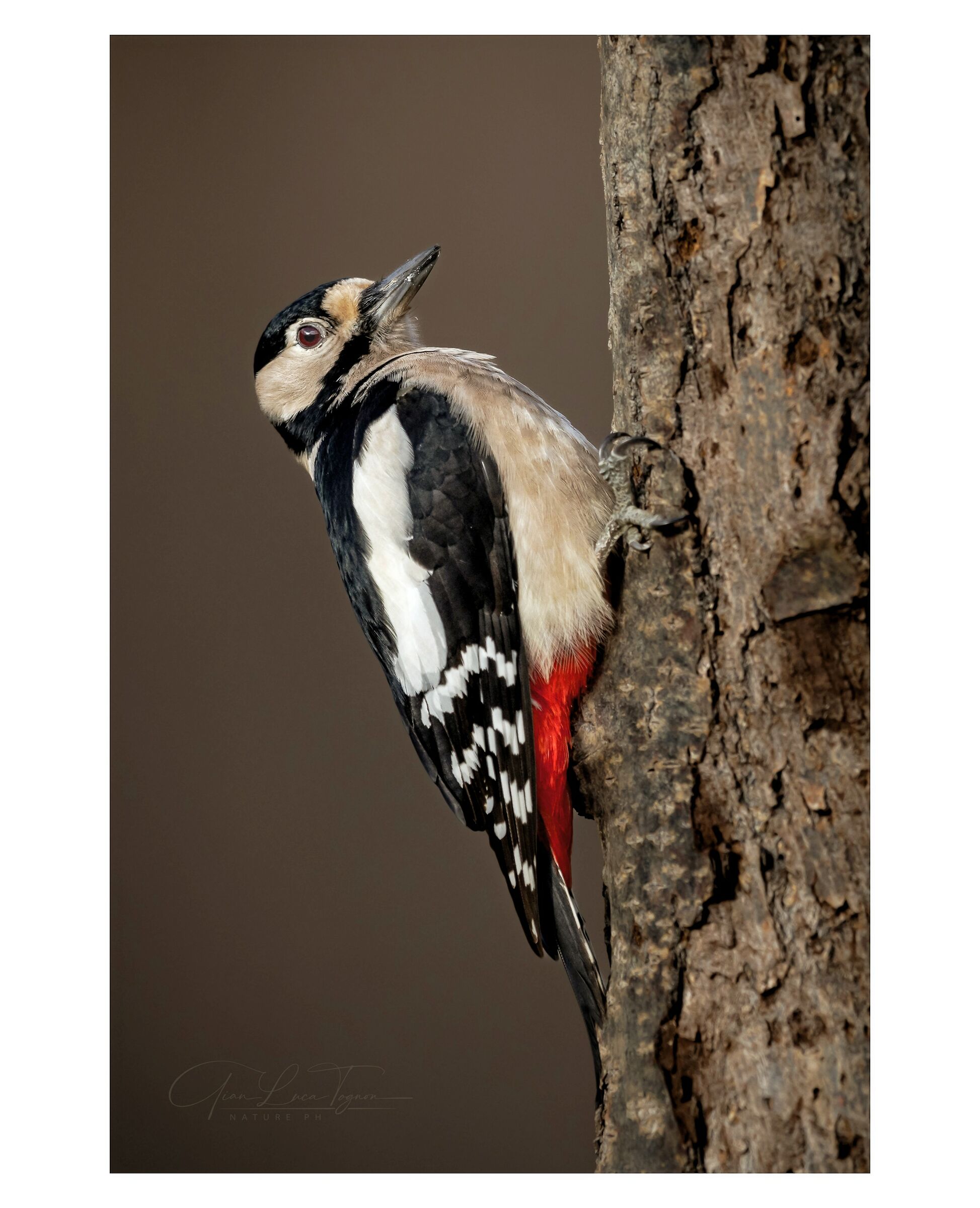 picchio in pausa | resting woodpecker