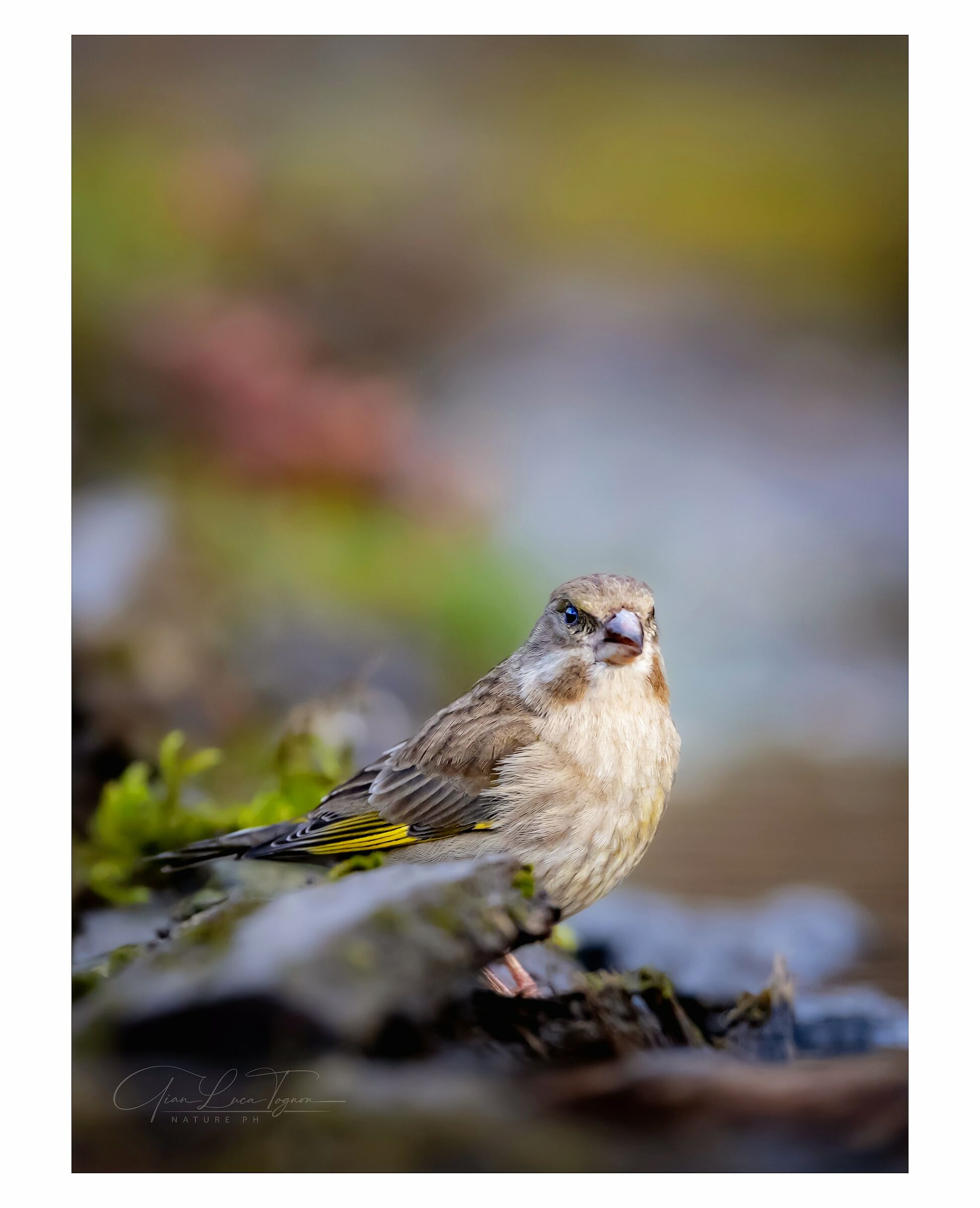 sulla tavolozza | on the palette