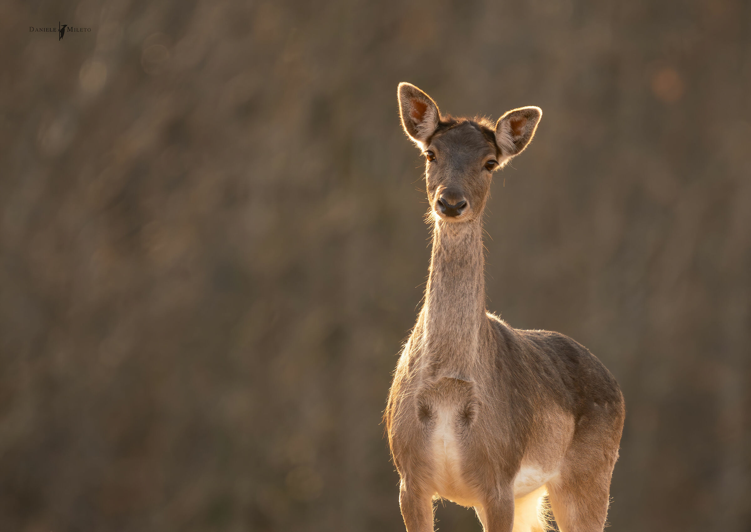 Troppo vicino "daino"