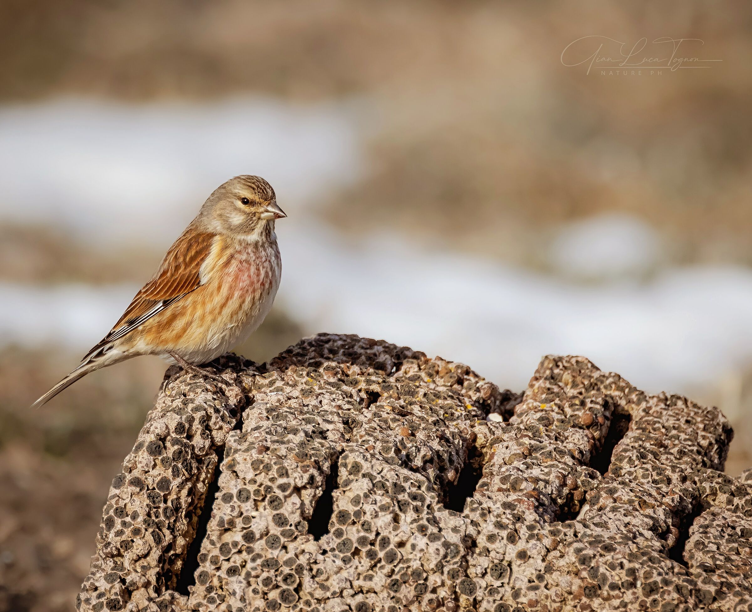 Mentre la neve imbianca l'anima, il cuore si innamora