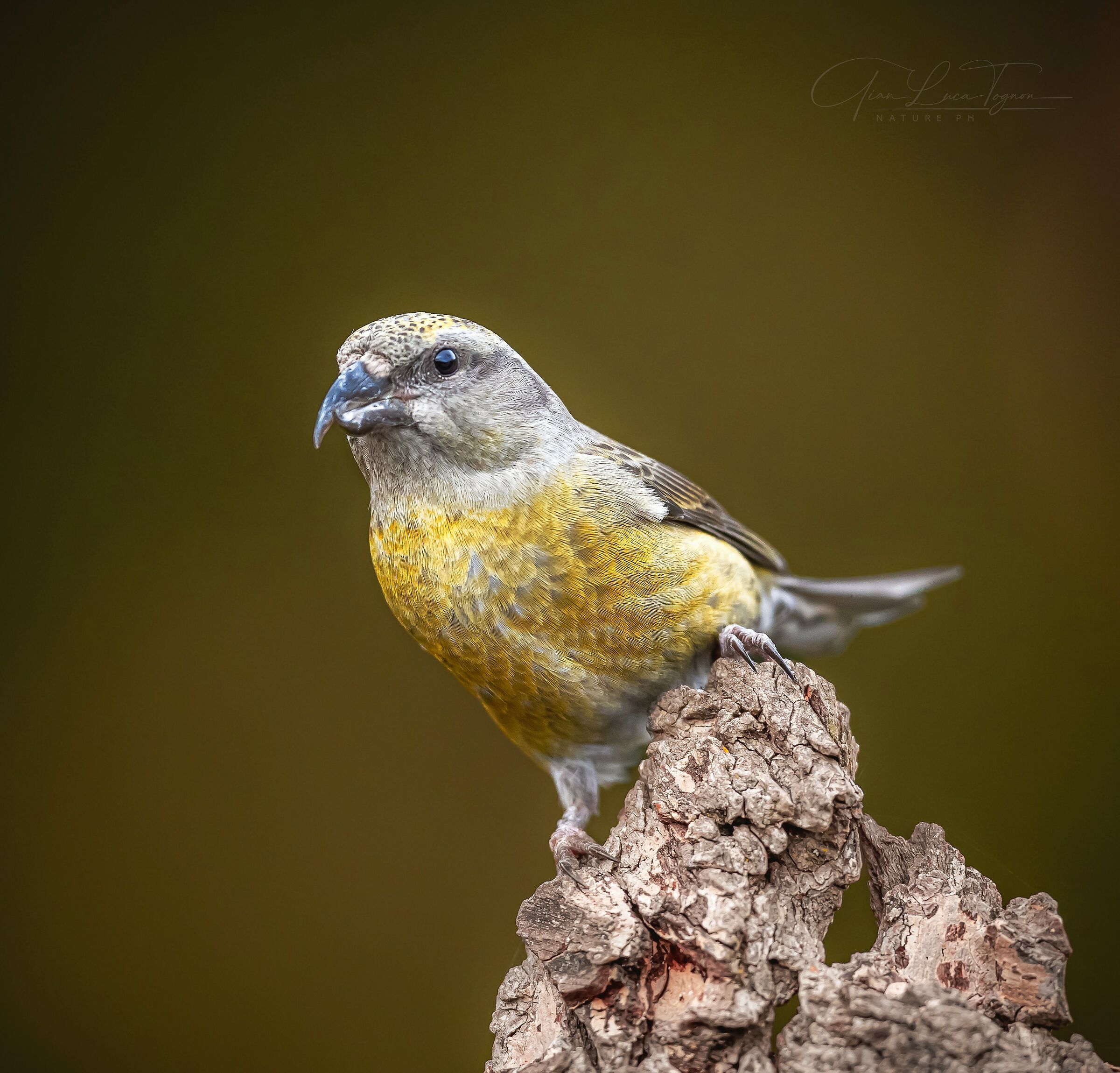 Guarda a tutt'occhi, guarda! (Jules Verne)