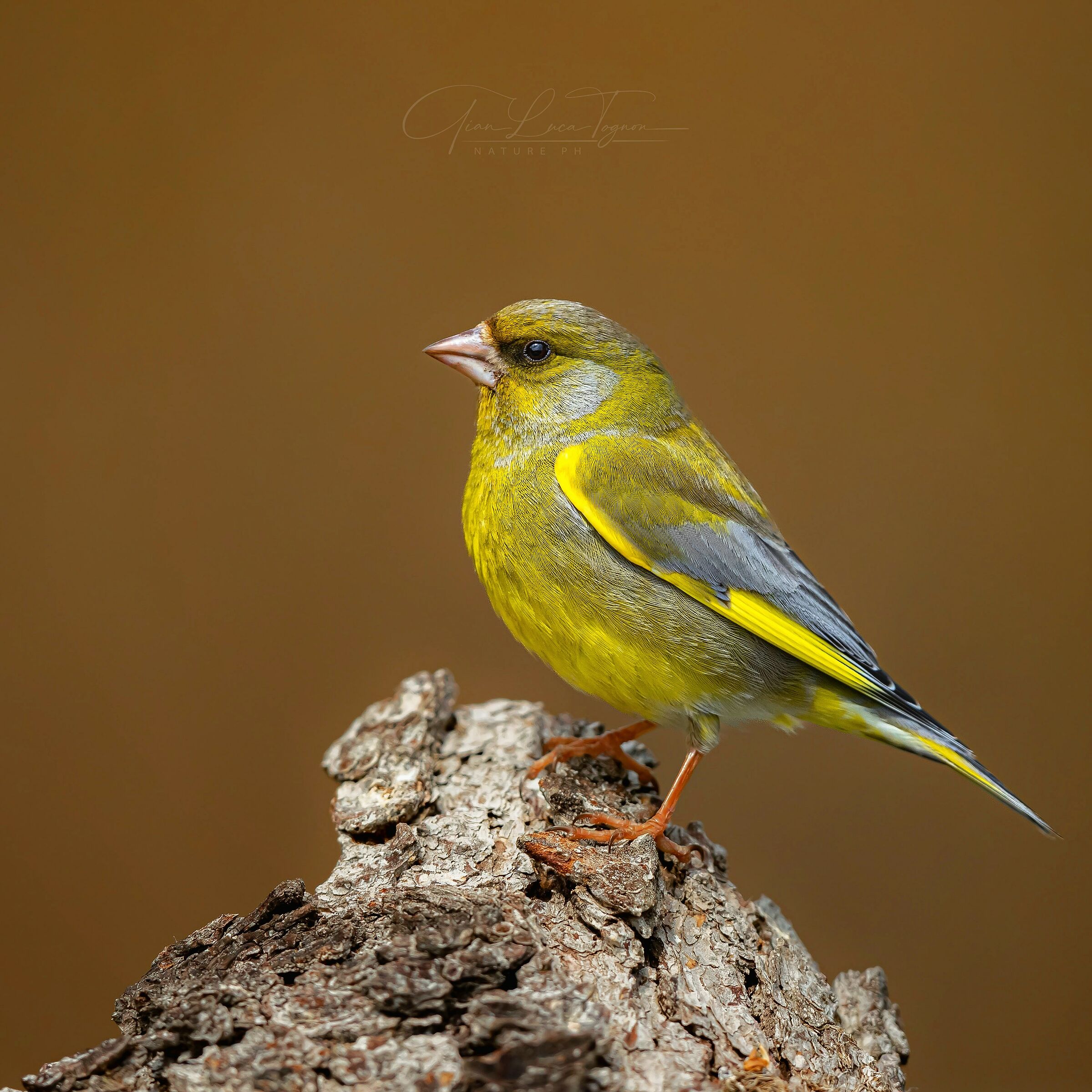 evita ogni pericolo chi è guardingo ...
