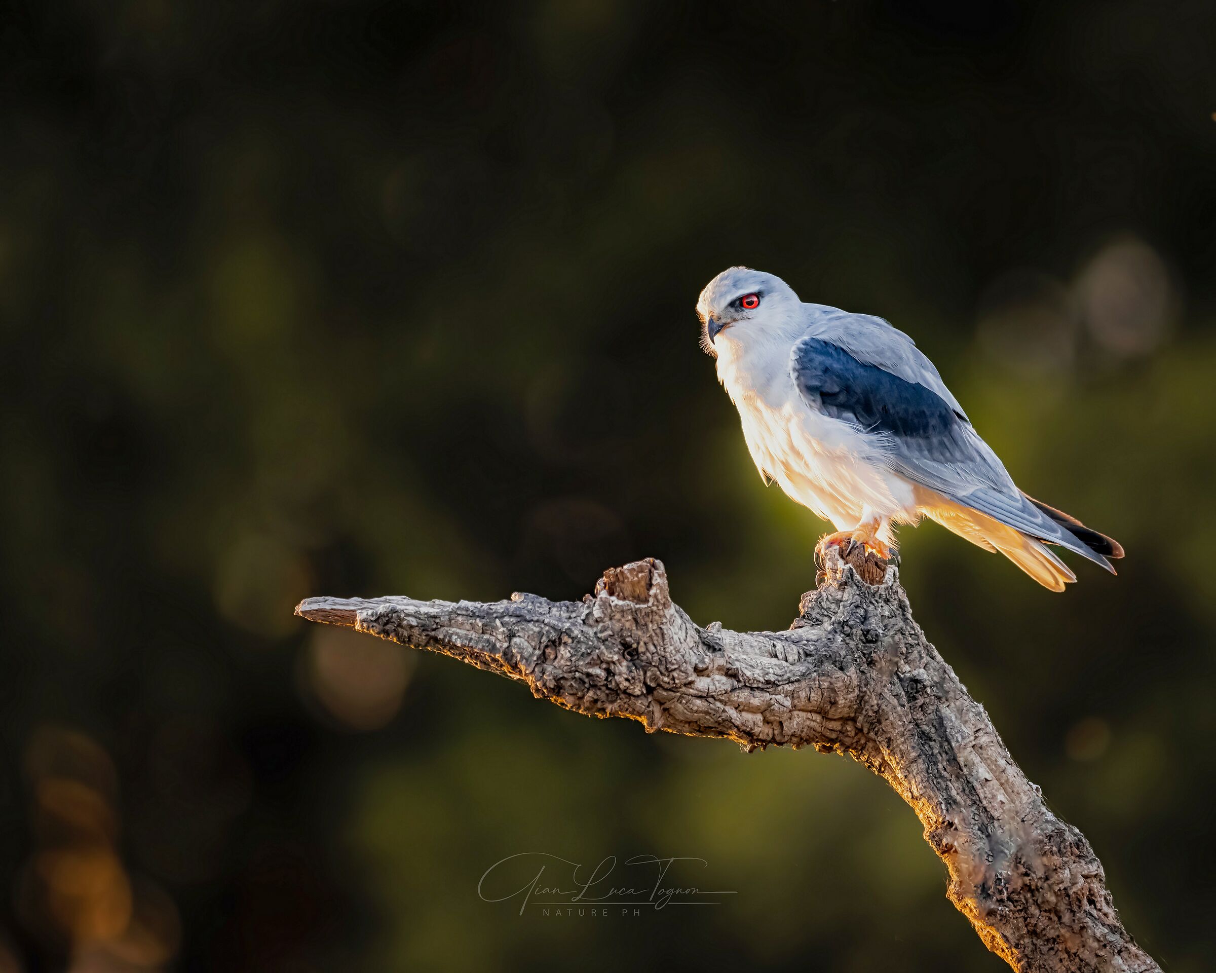 l'eleganza del predatore | the elegance of the predator
