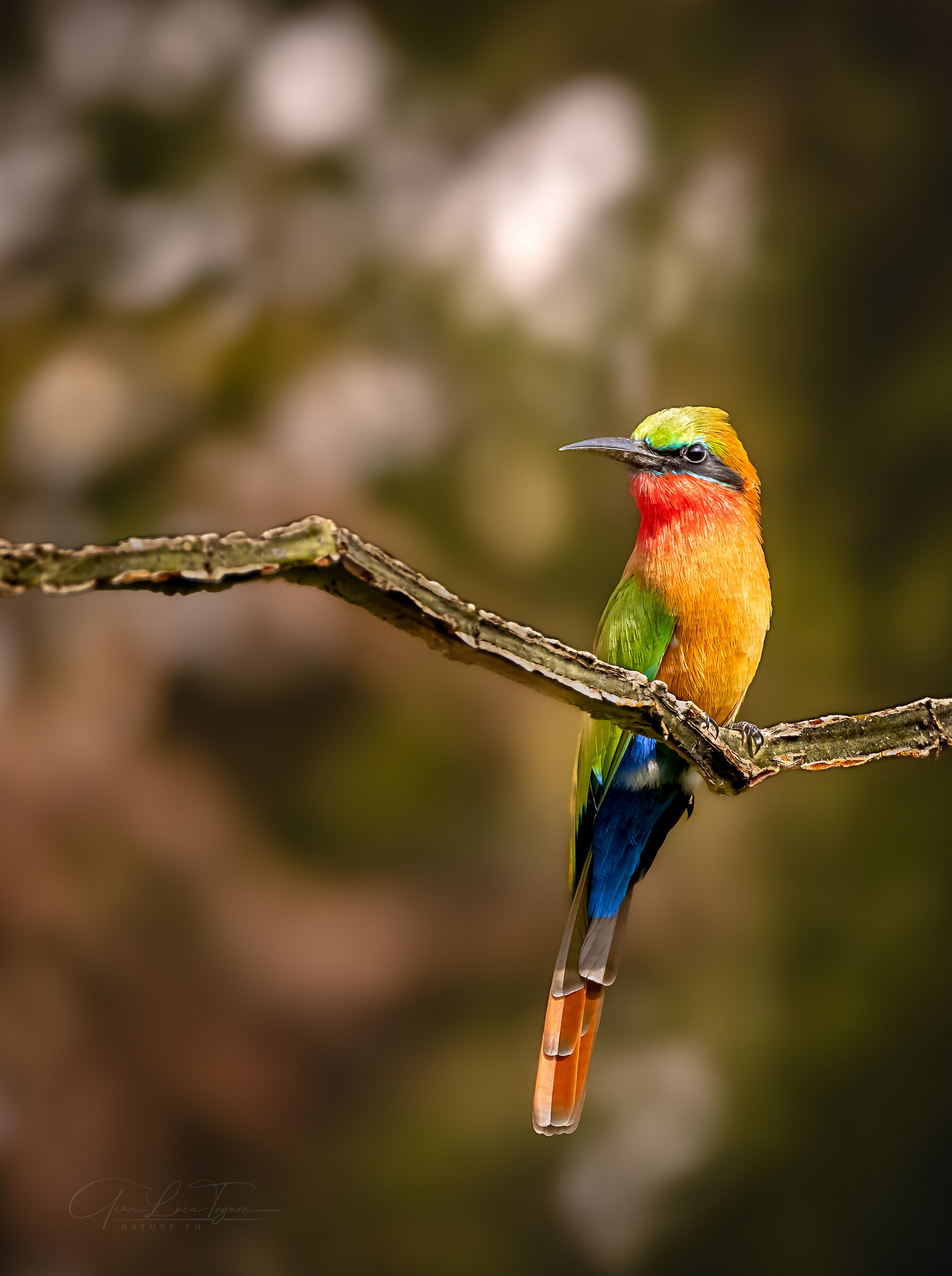 alza gli occhi al cielo, non troverai mai arcobaleni se