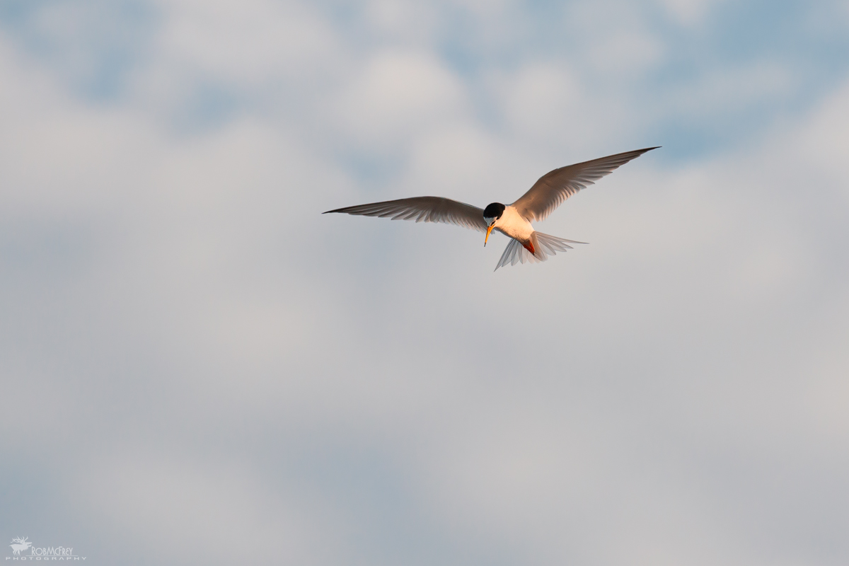 Tern hunting