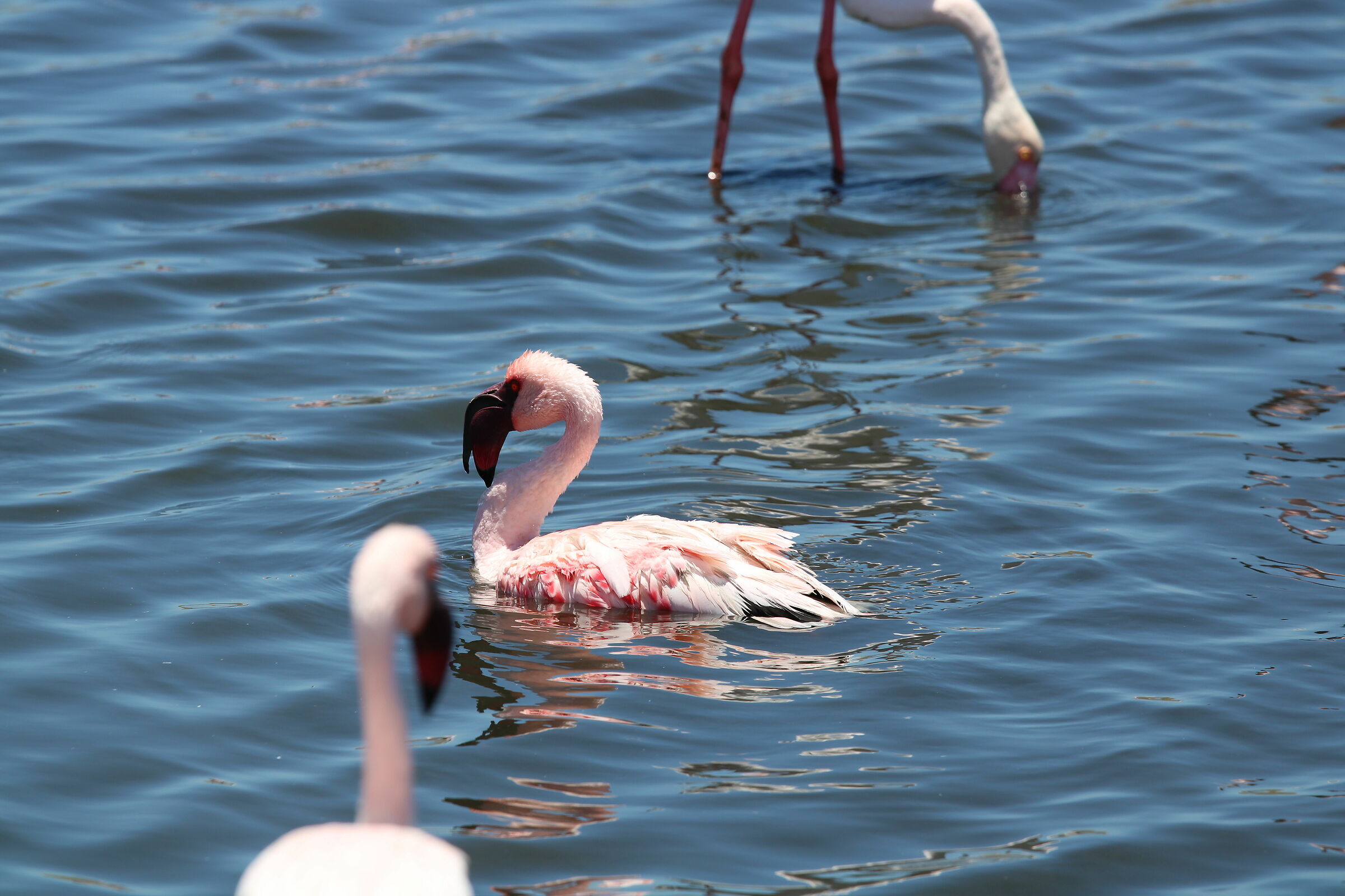 Fenicotteri a Walvis Bay