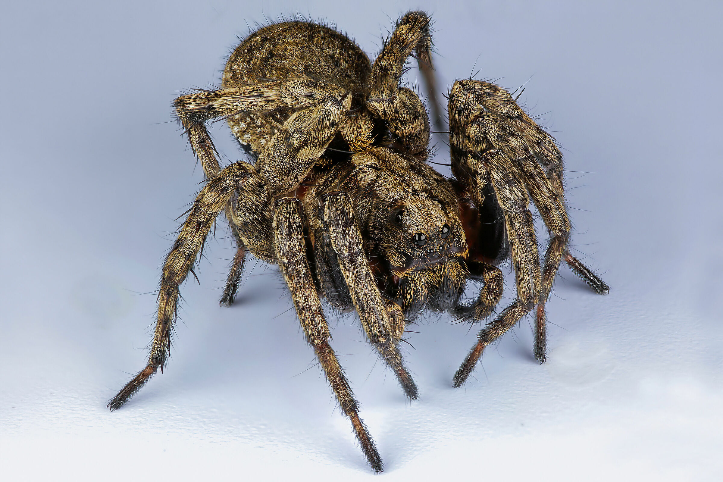 Alopecosa albofasciata