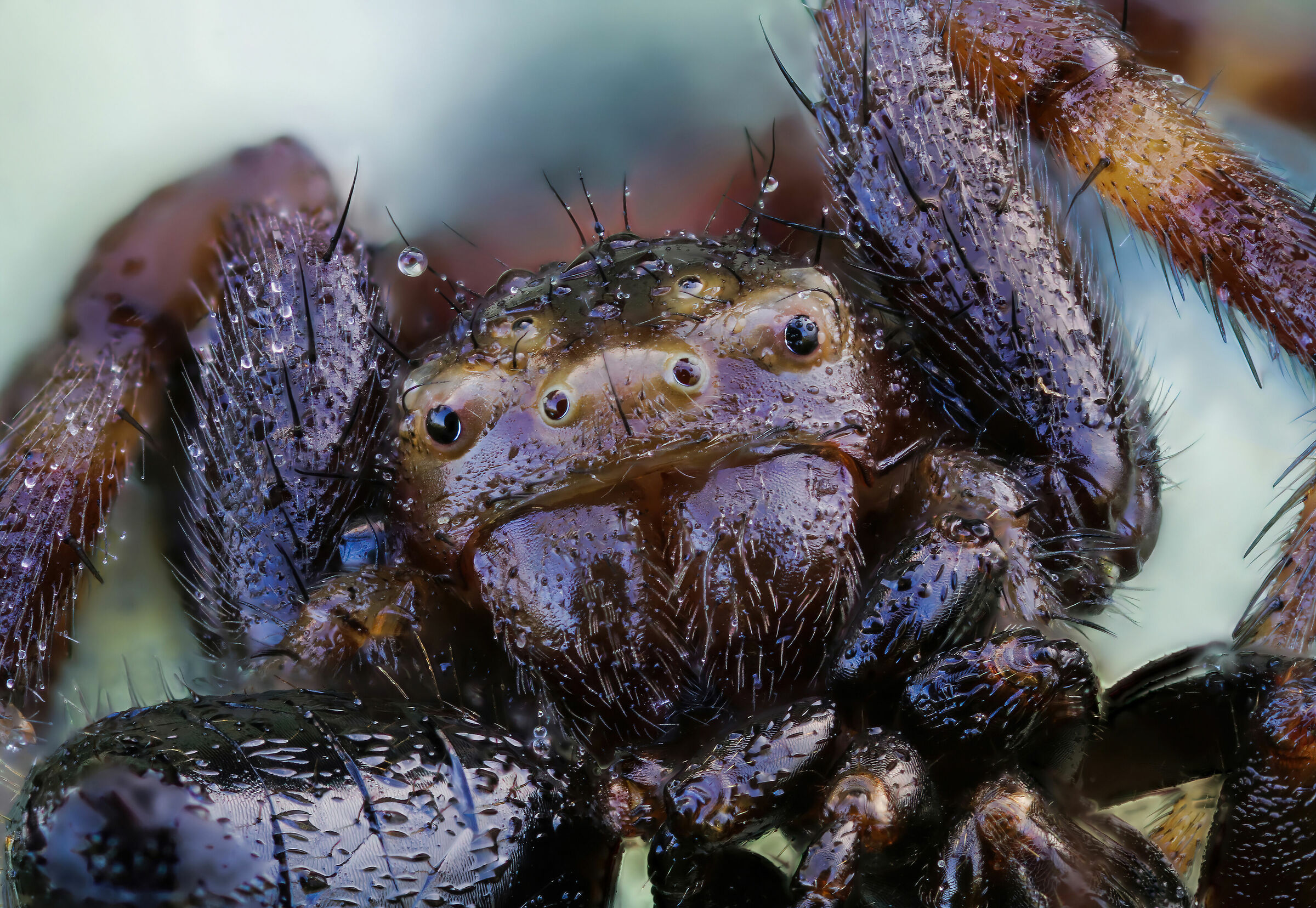 Synema globosum (Napoleon spider)