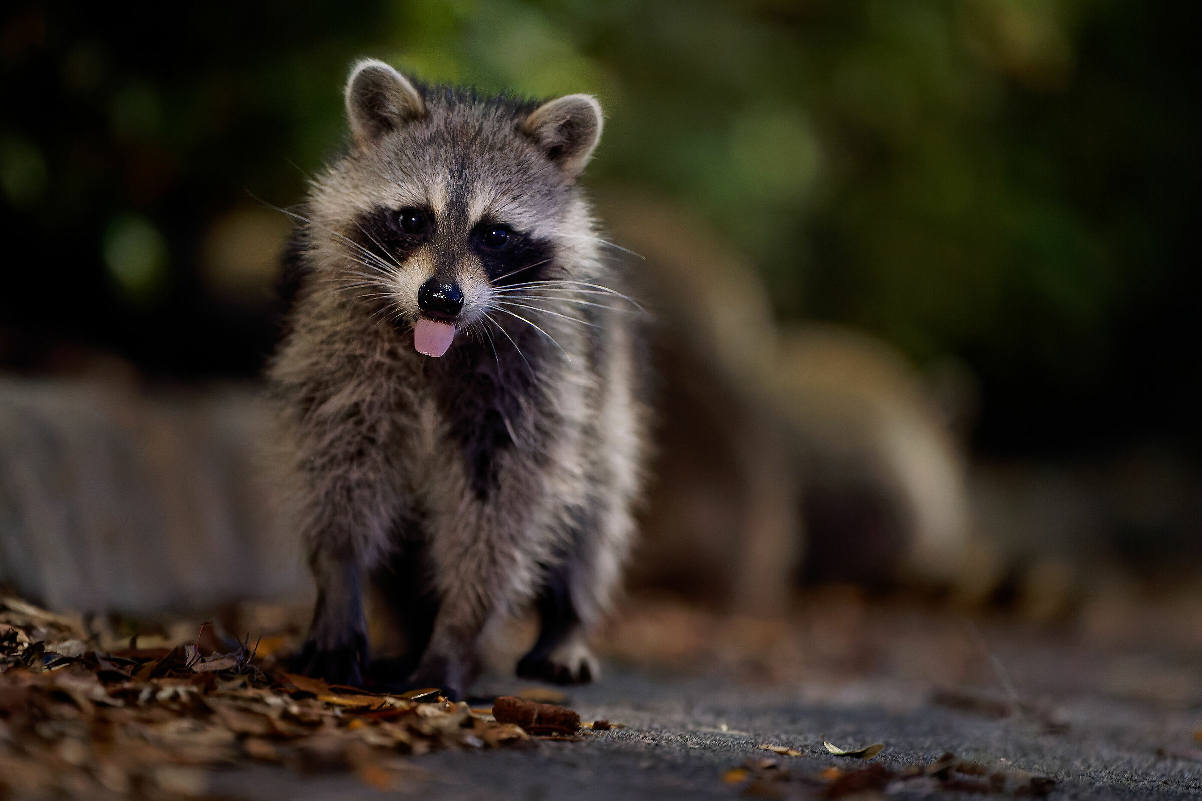 The unmatched cuteness of raccoons