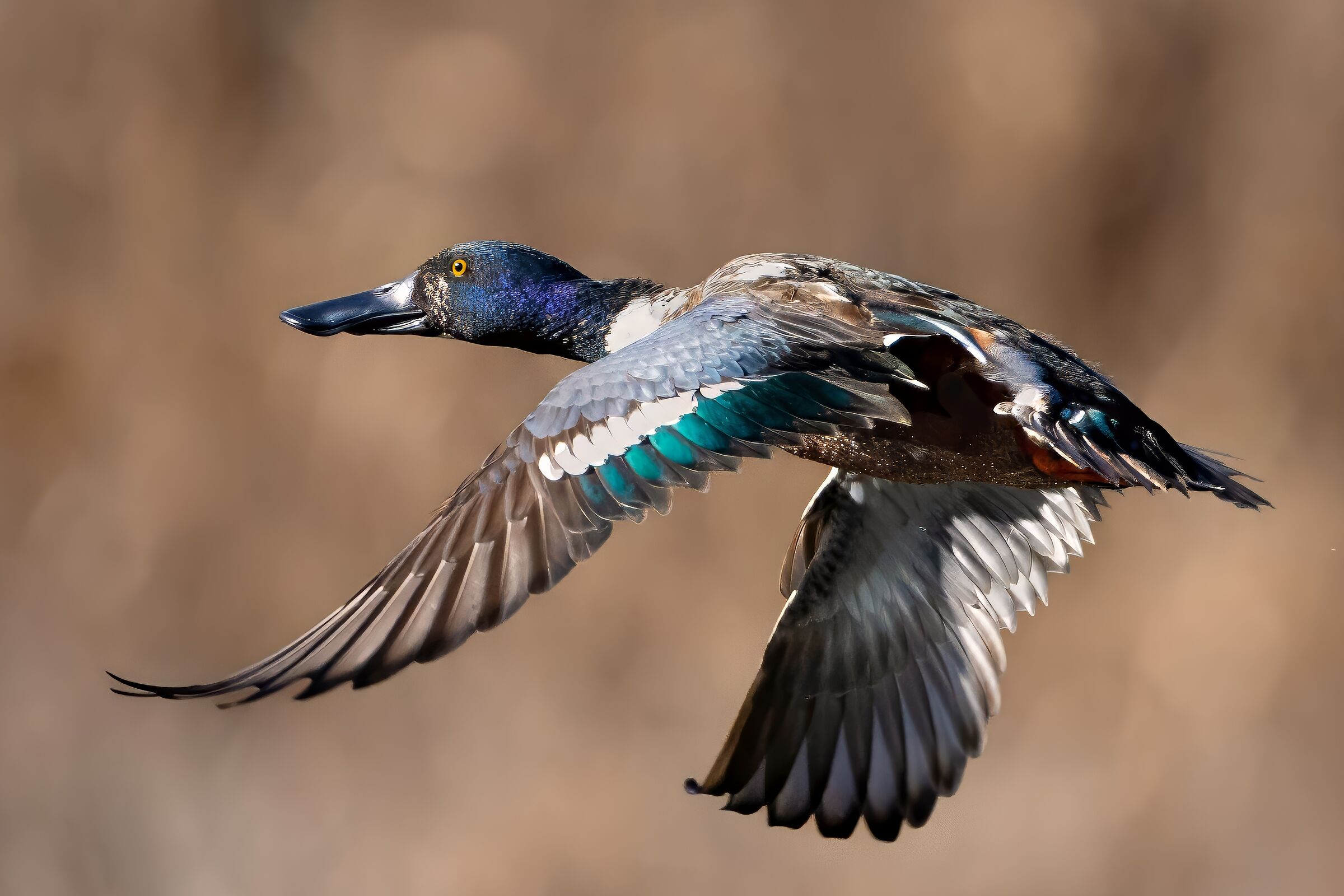 Shoveler (Spatula clypeata) male