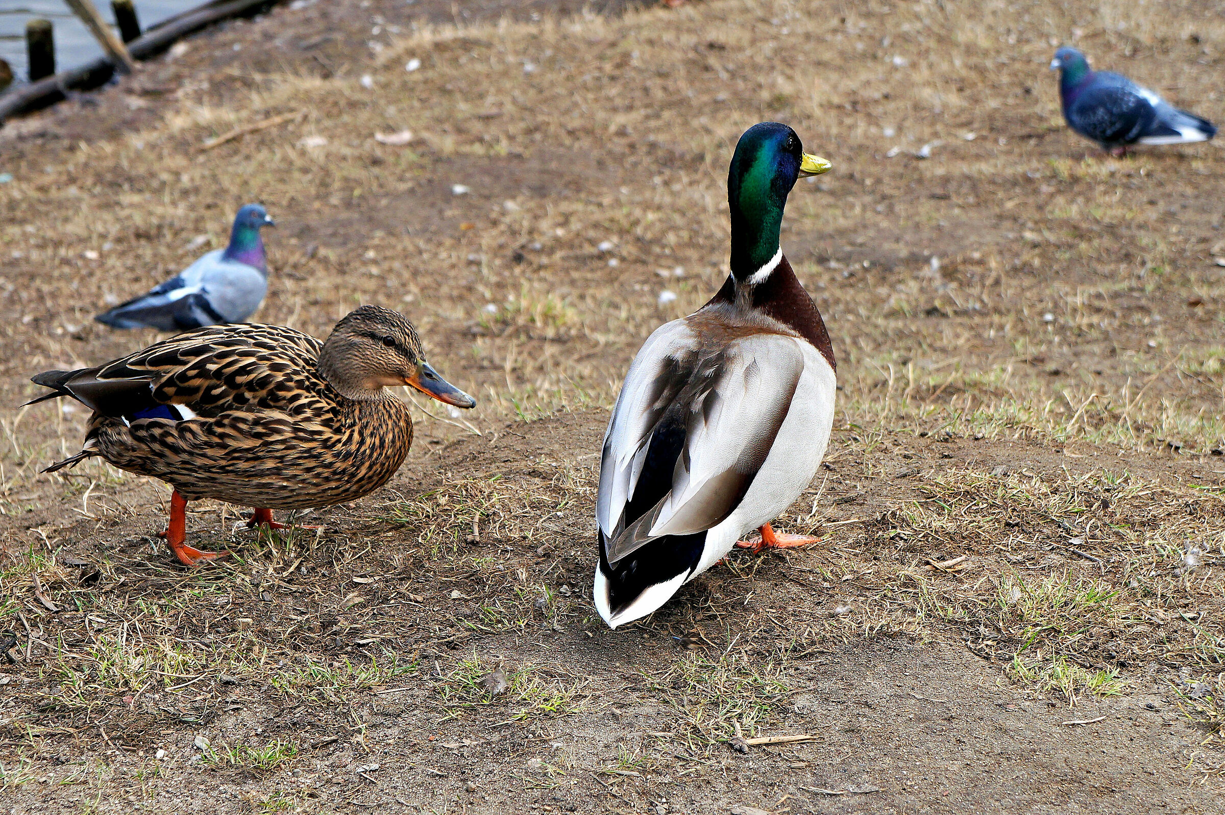 Dici che questi due sporchi piccioni sono tuoi amici?