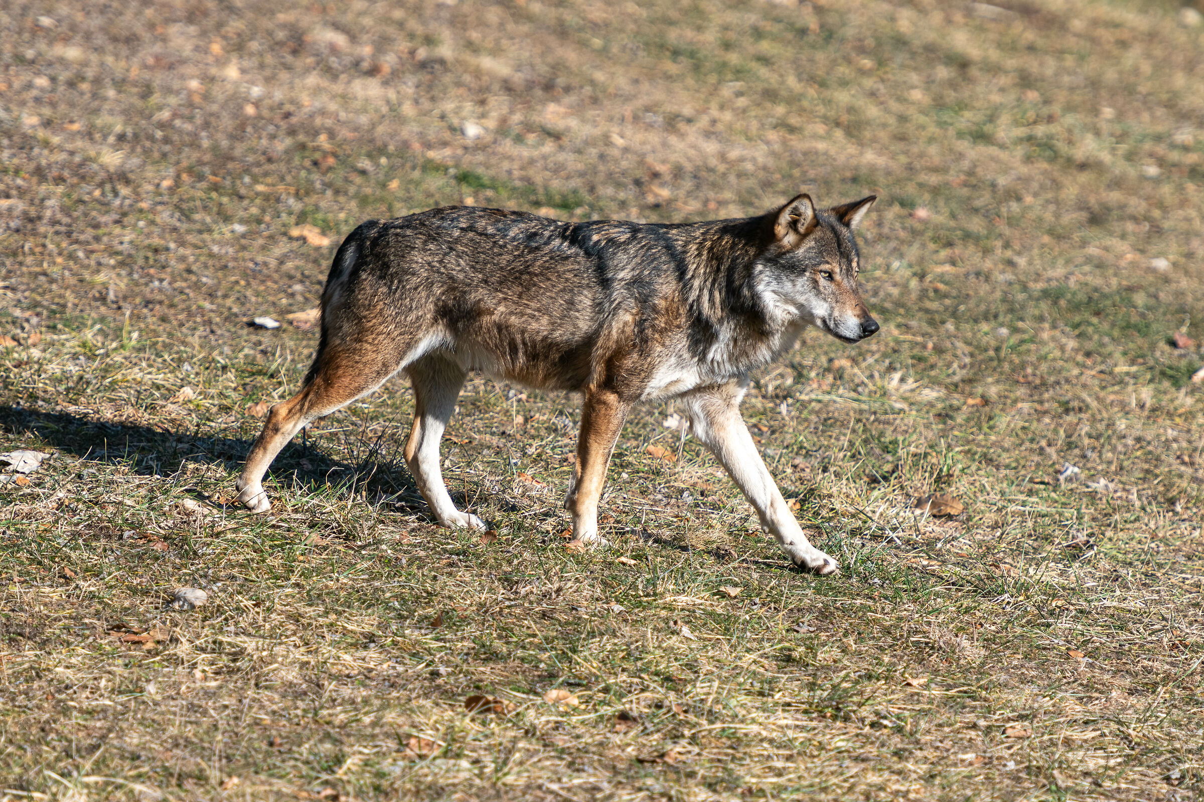 Apennine Wolf