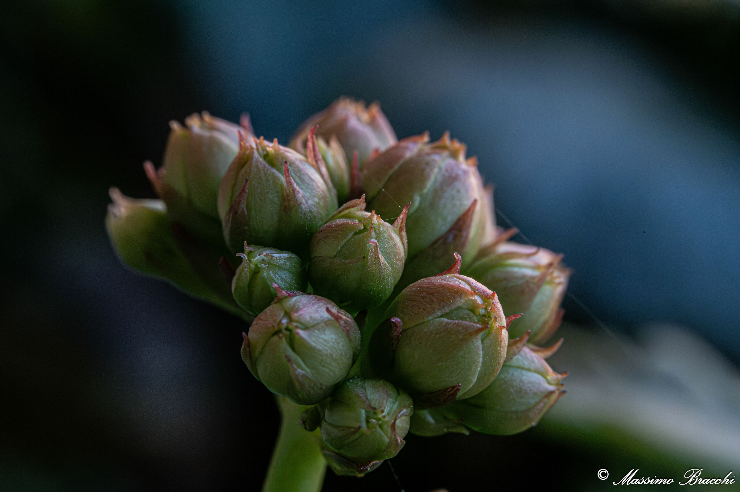 Macro Test + Extension Tubes