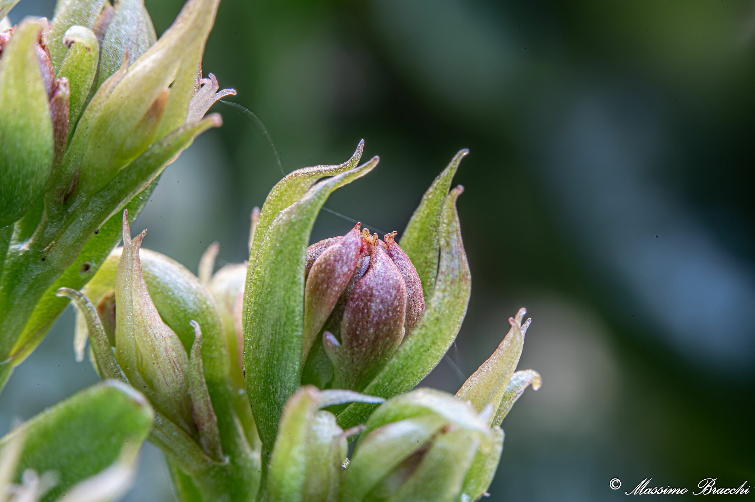 Test Macro Tripod + Extension Tubes