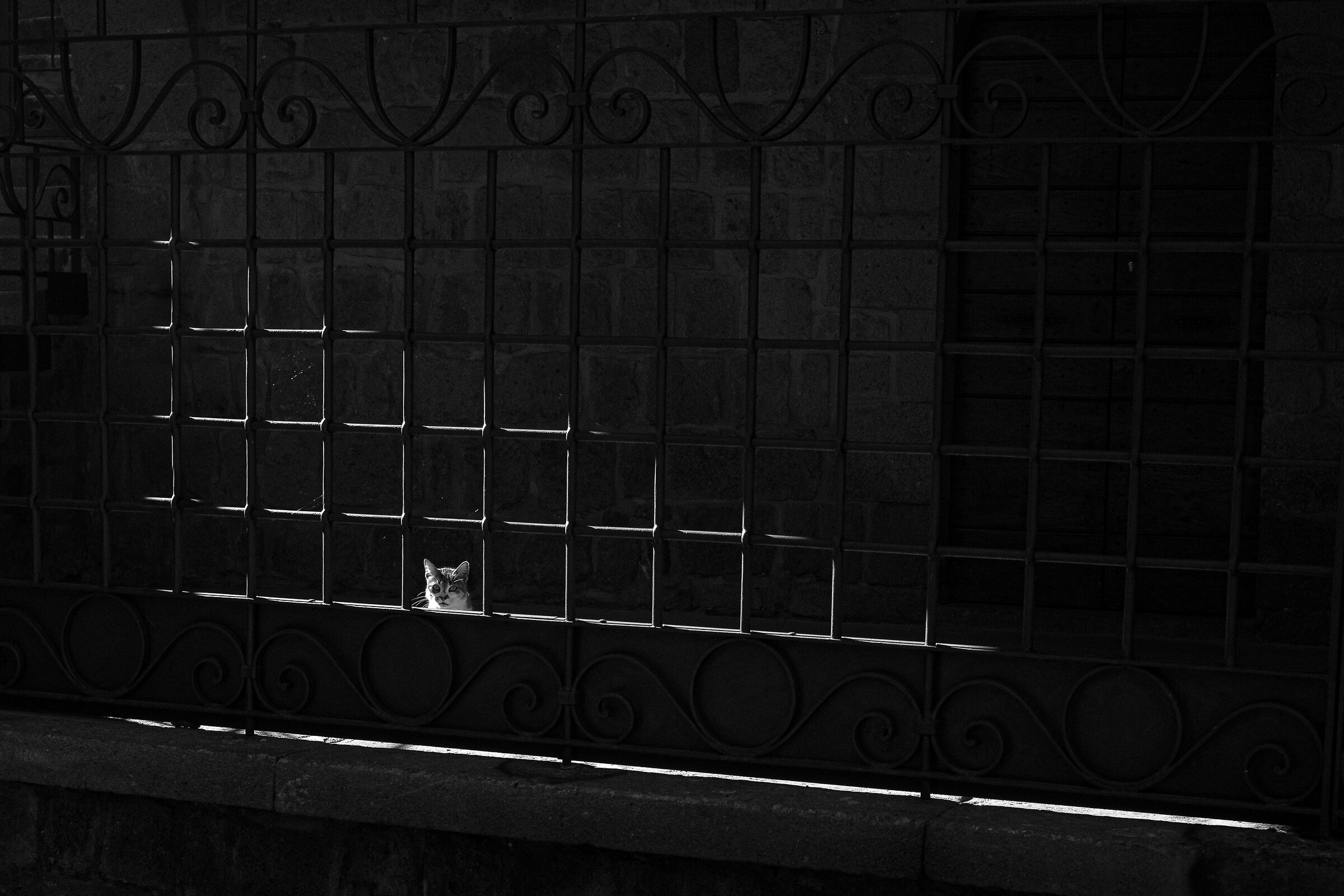 My name is Pitagora...