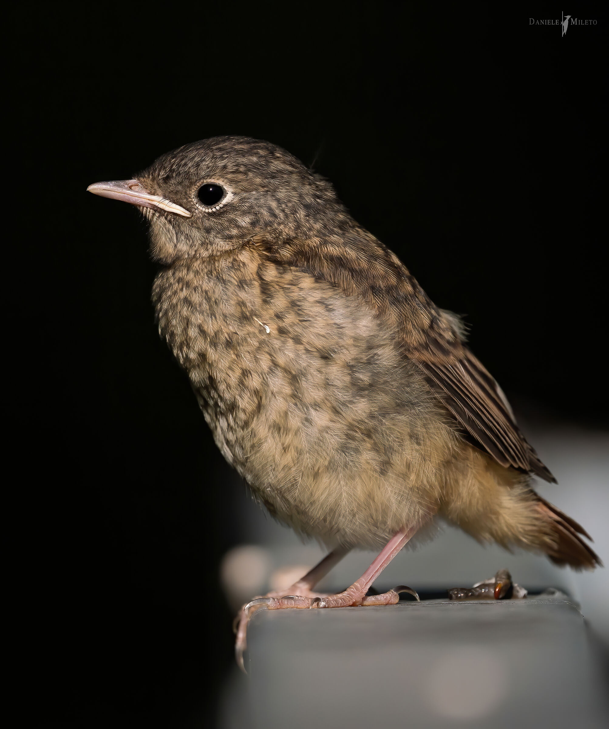 Piccolo di Codirosso