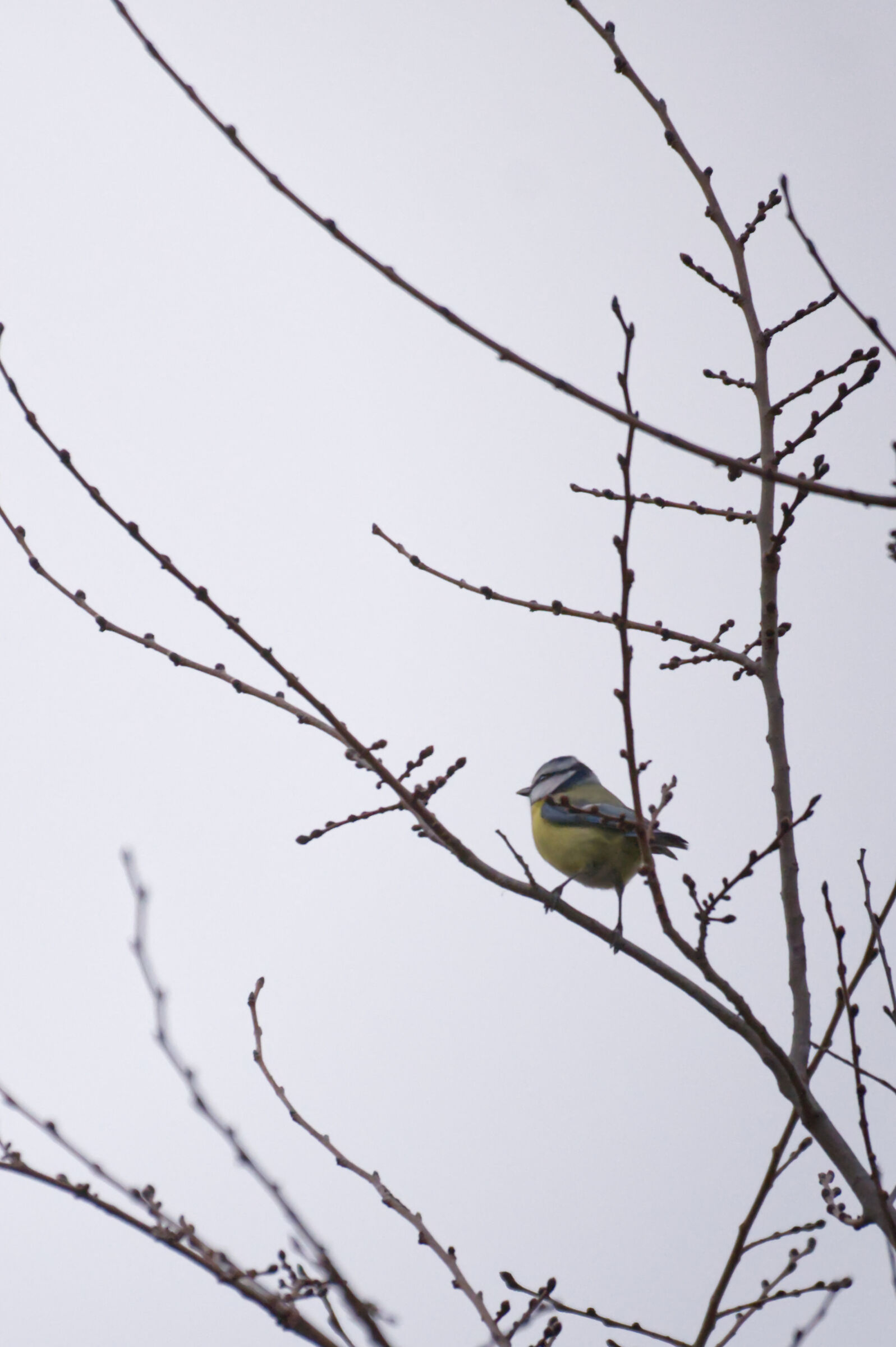 Cincia prima del buio