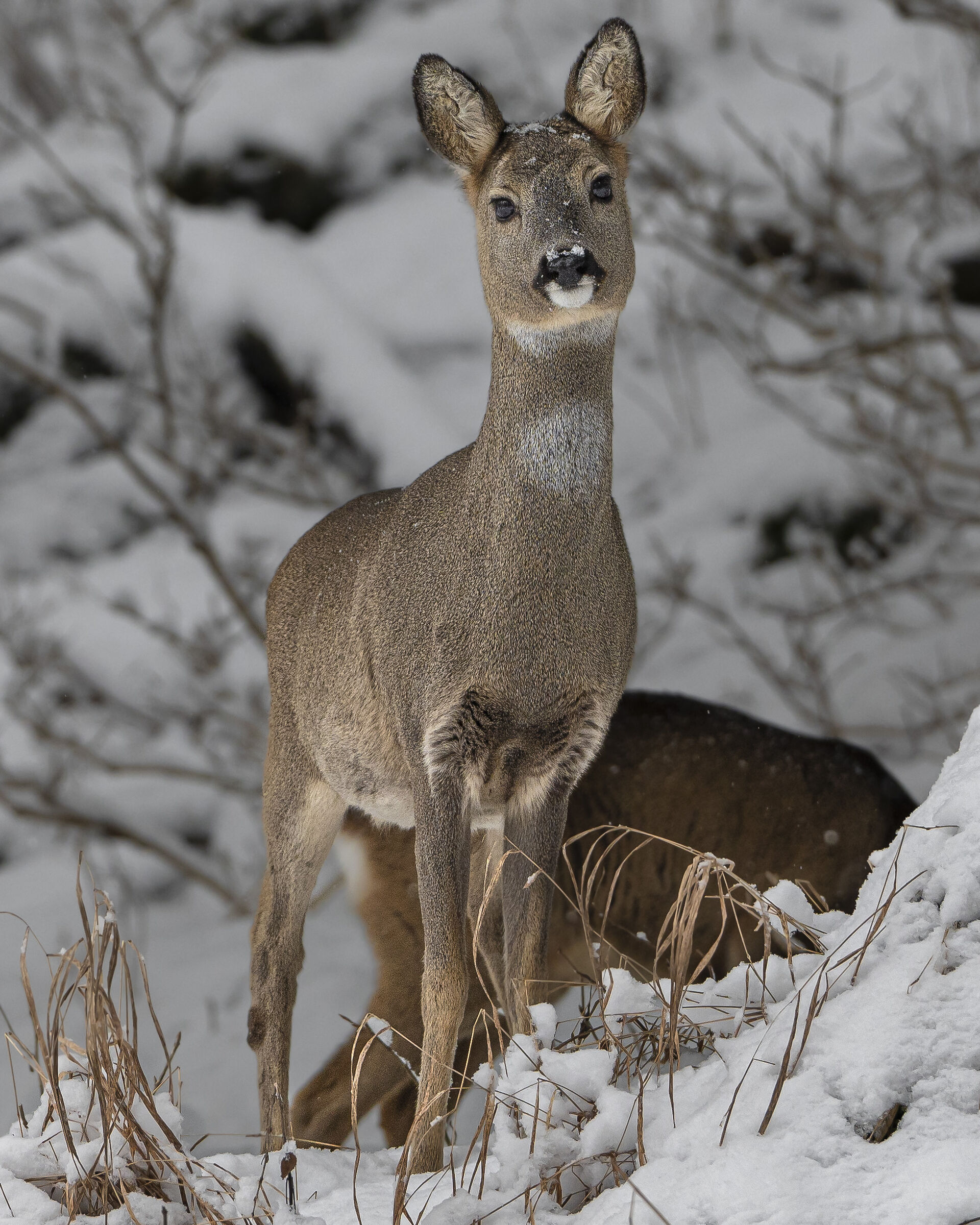 Roe deer