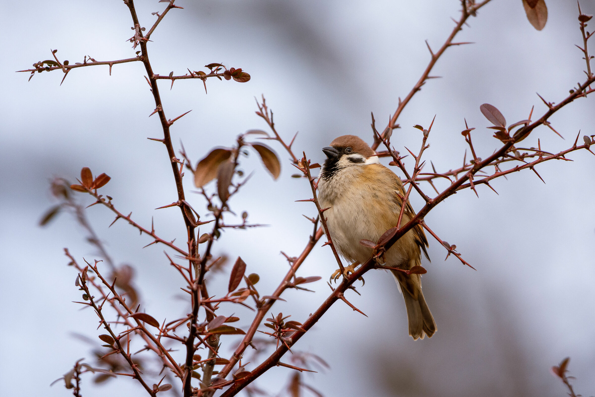 Durante la pausa pranzo