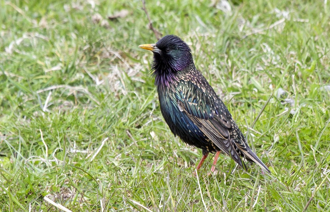 Common Starling
