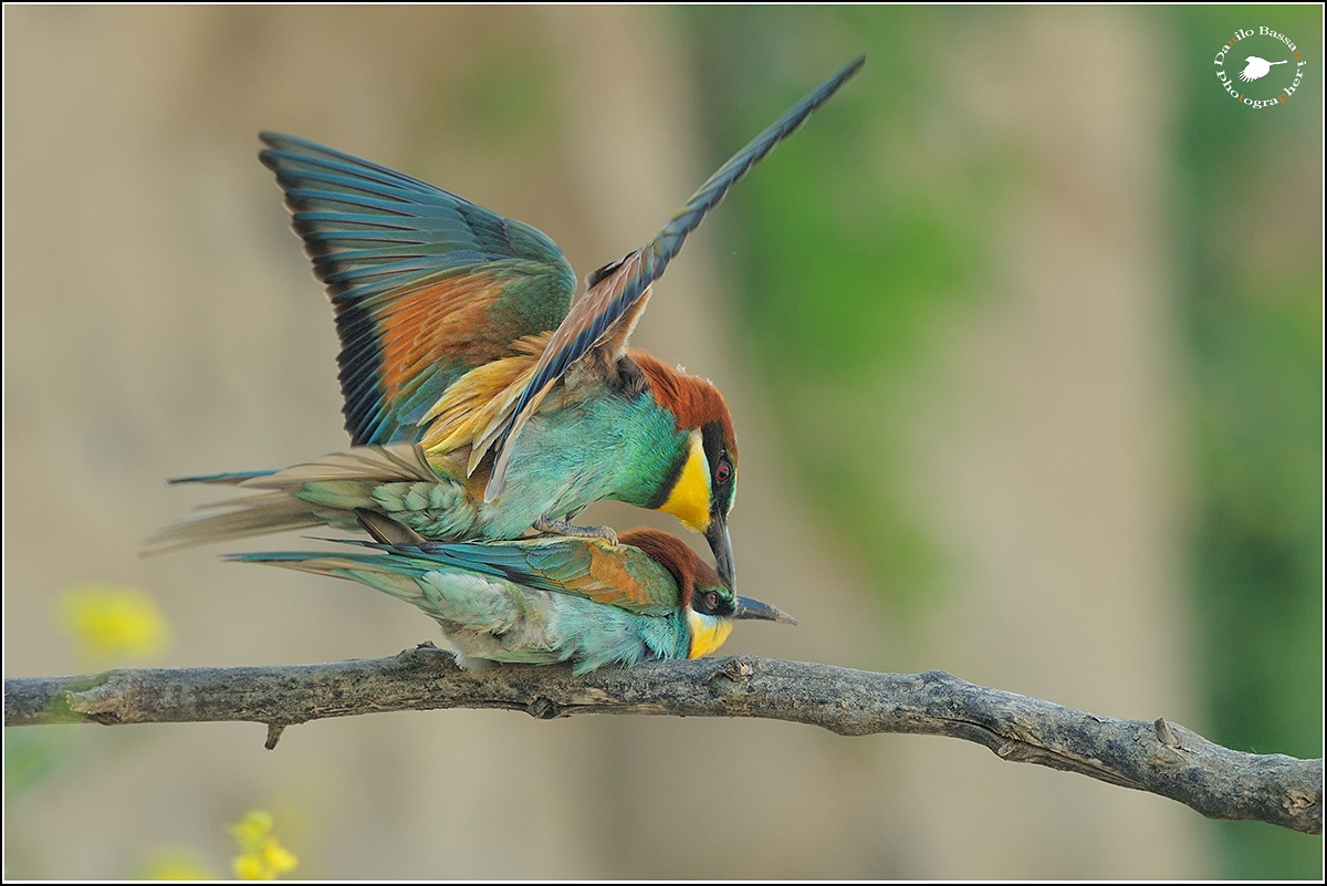 After the exchange .....