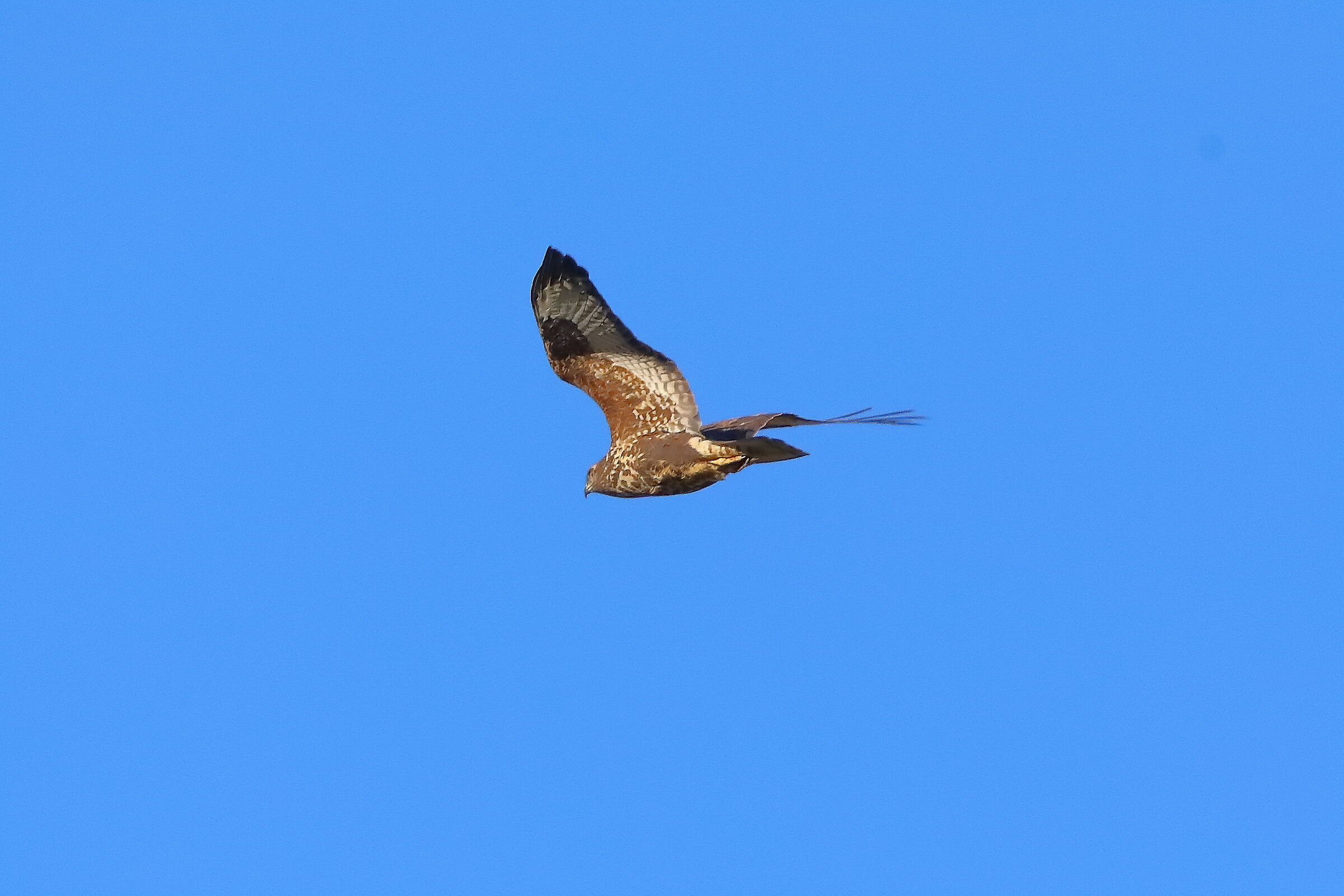 Buzzard 26-11-2023