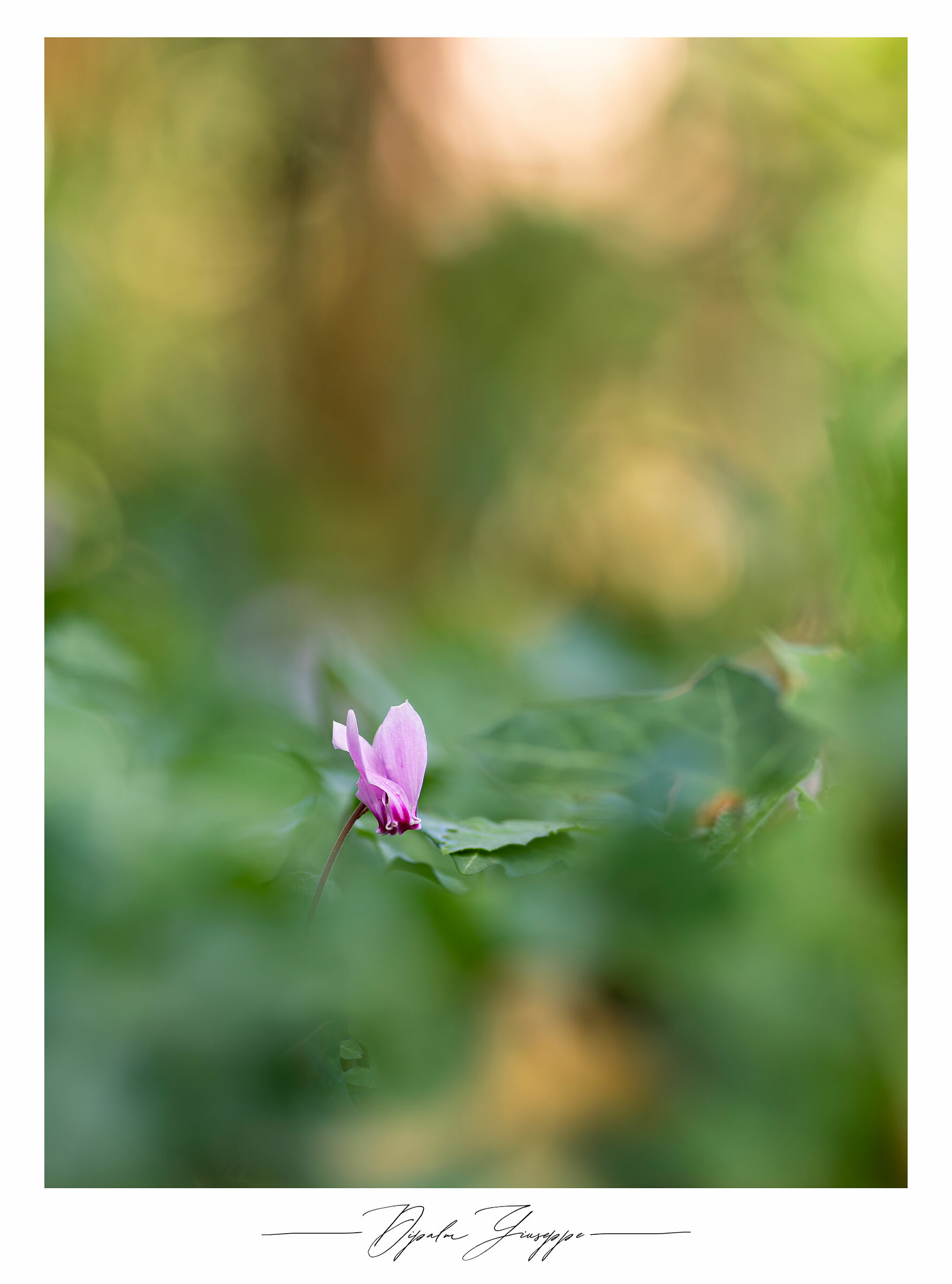 Cyclamen hederifolium/2