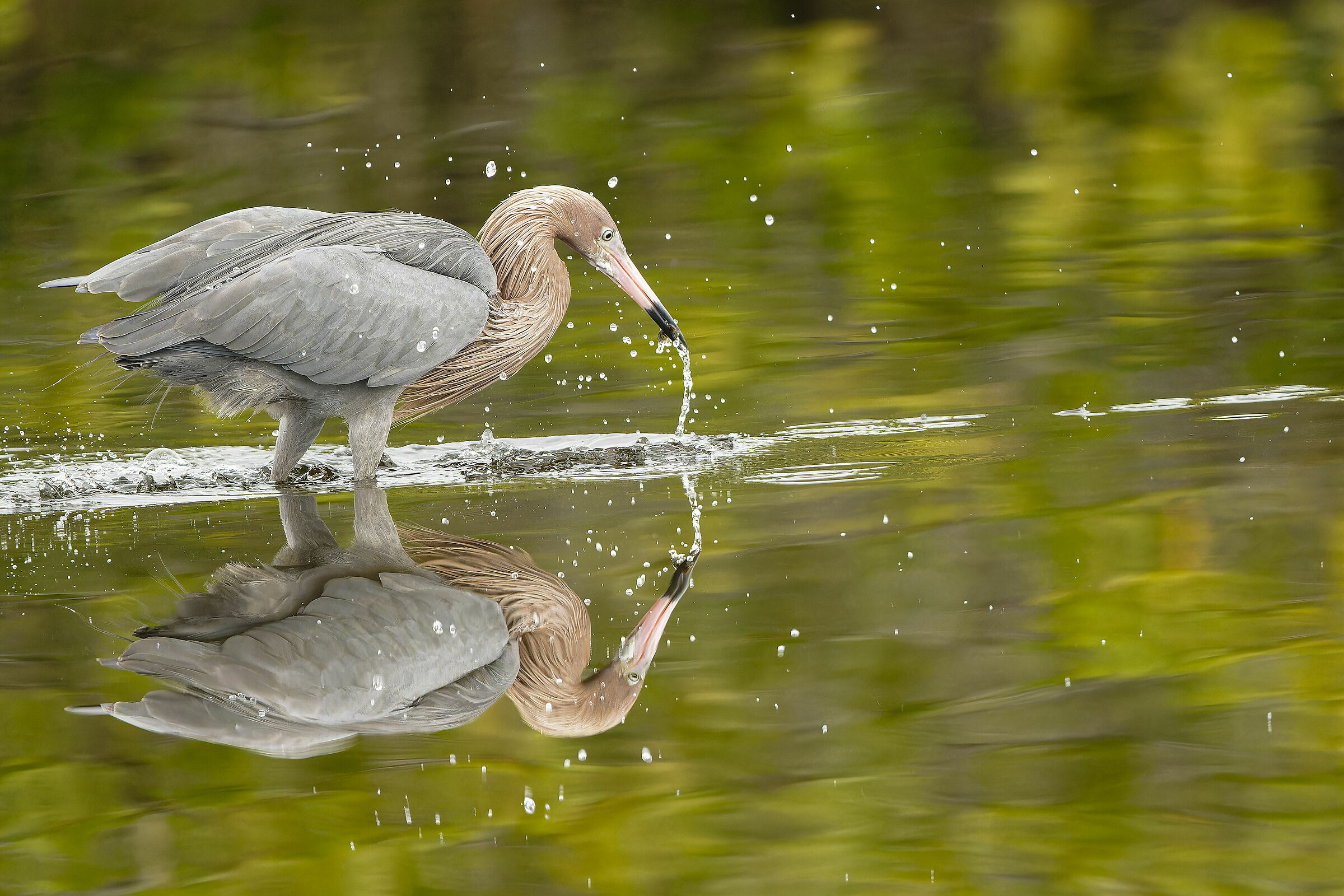 garzetta rossastra in caccia