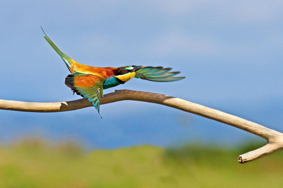 gruccione in partenza