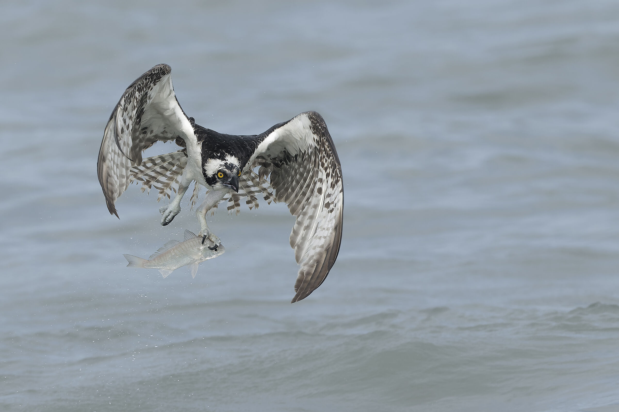 Osprey in action
