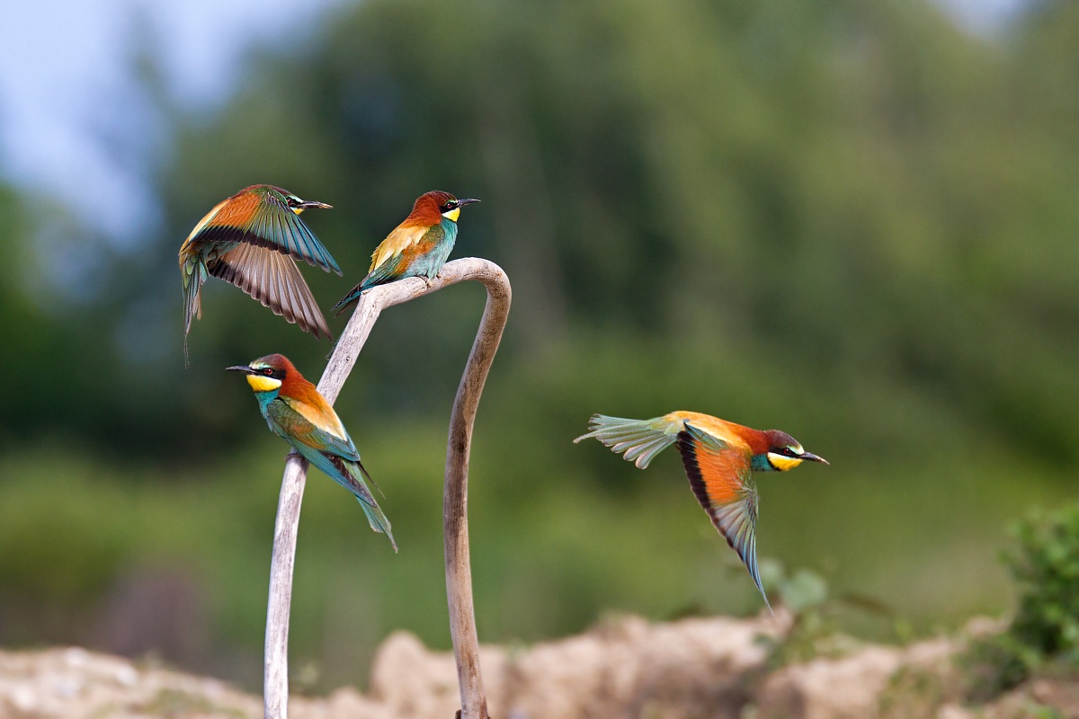 Bee-eaters in turmoil ...