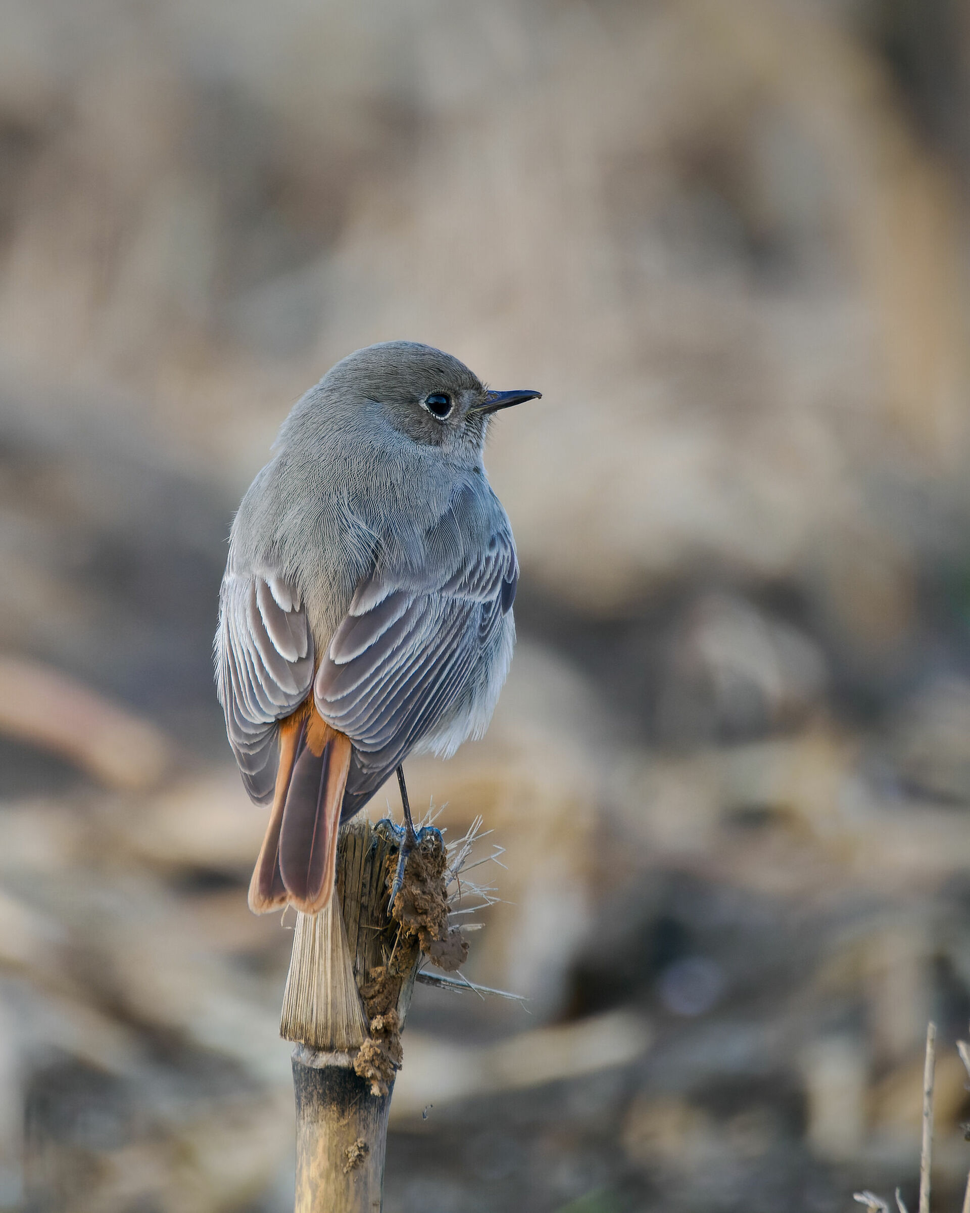 Redstart Chimney Sweep (f)