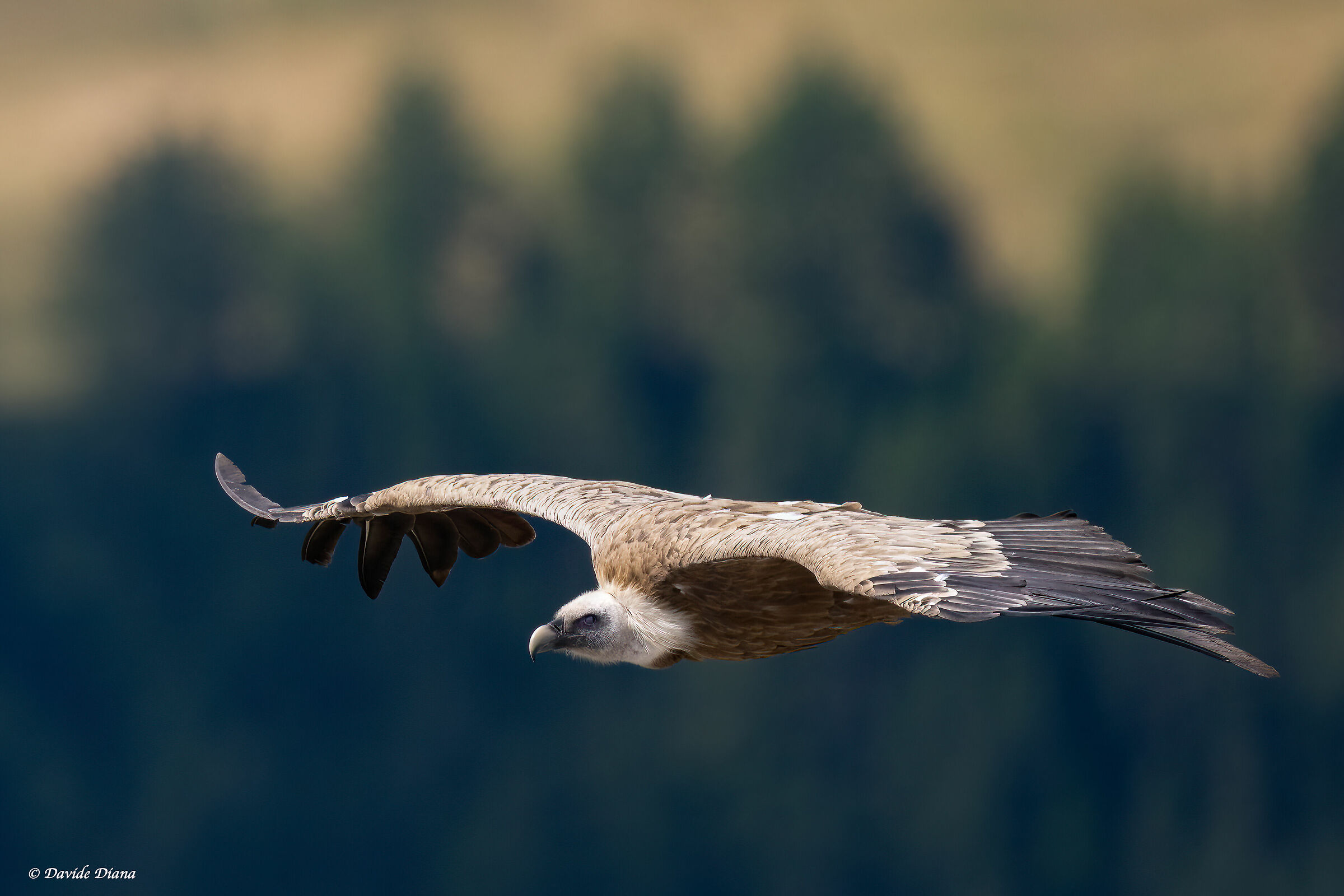 Griffin - Val Cenis France