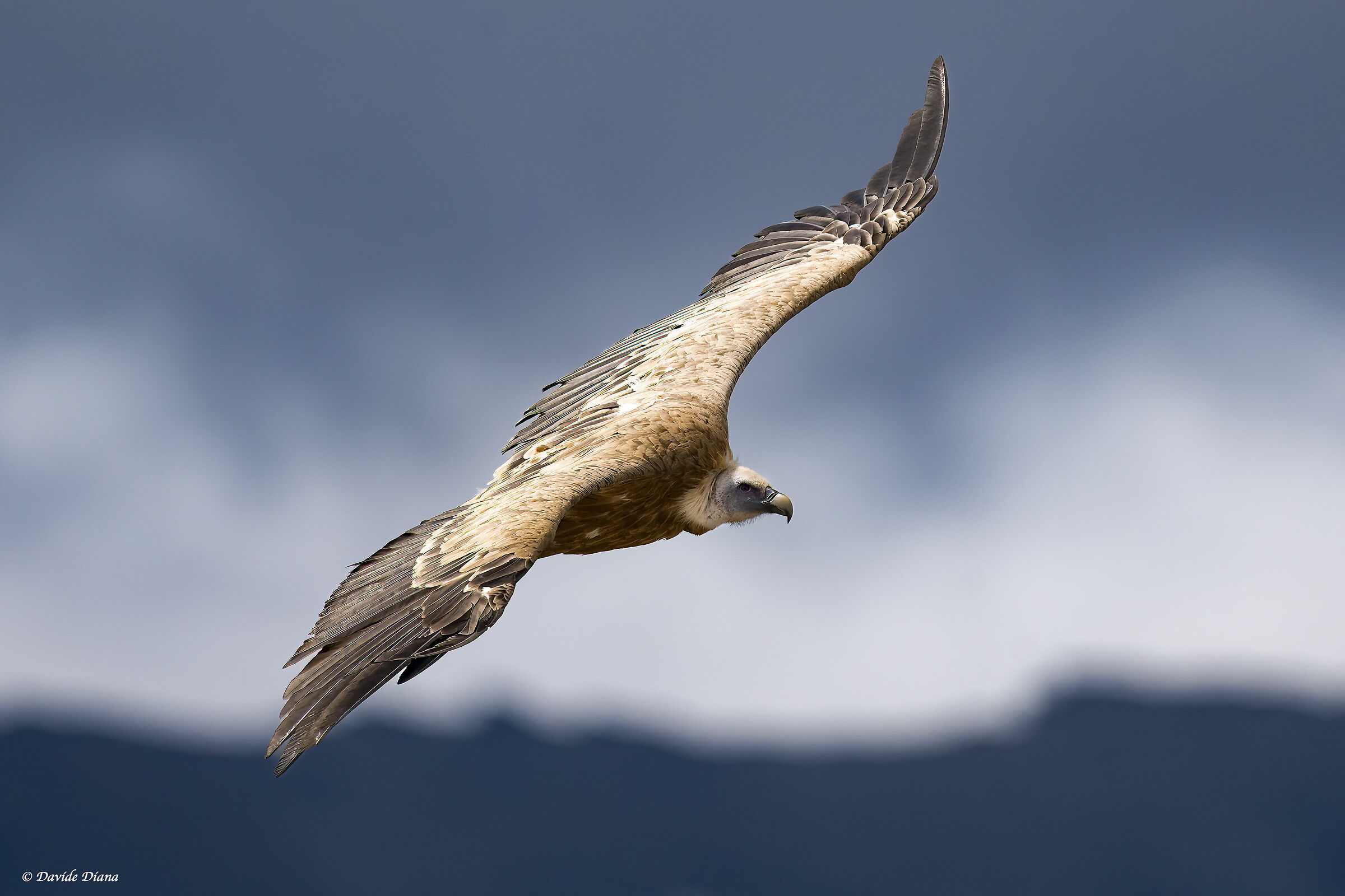 Griffin - Val Cenis France