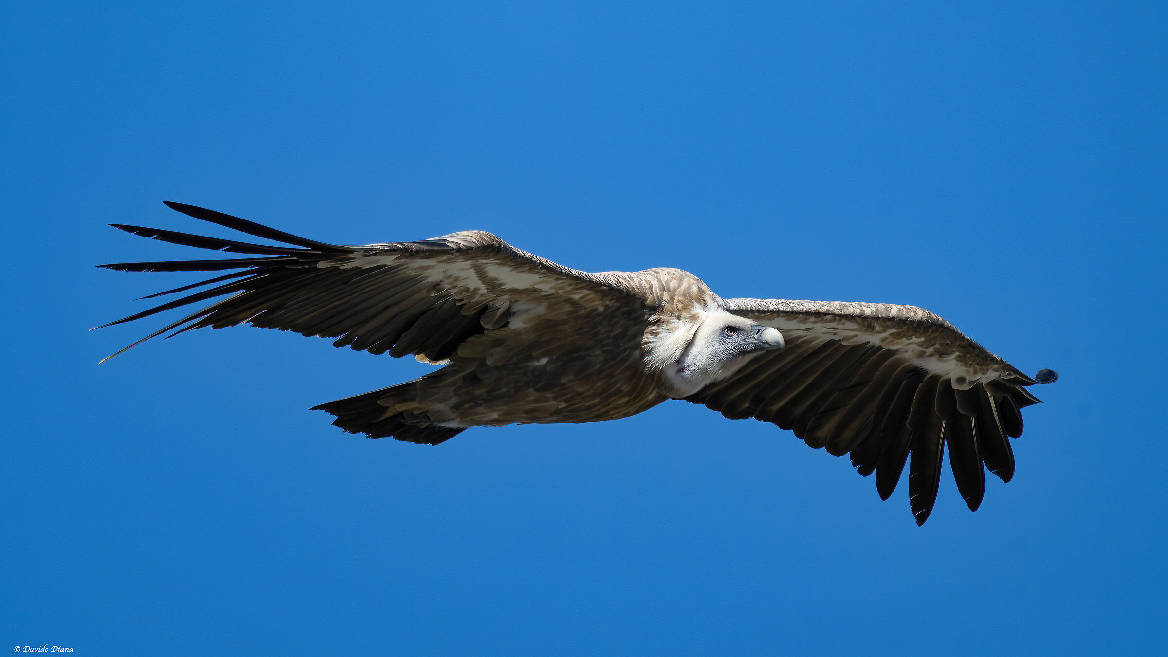 Griffin - Val cenis France