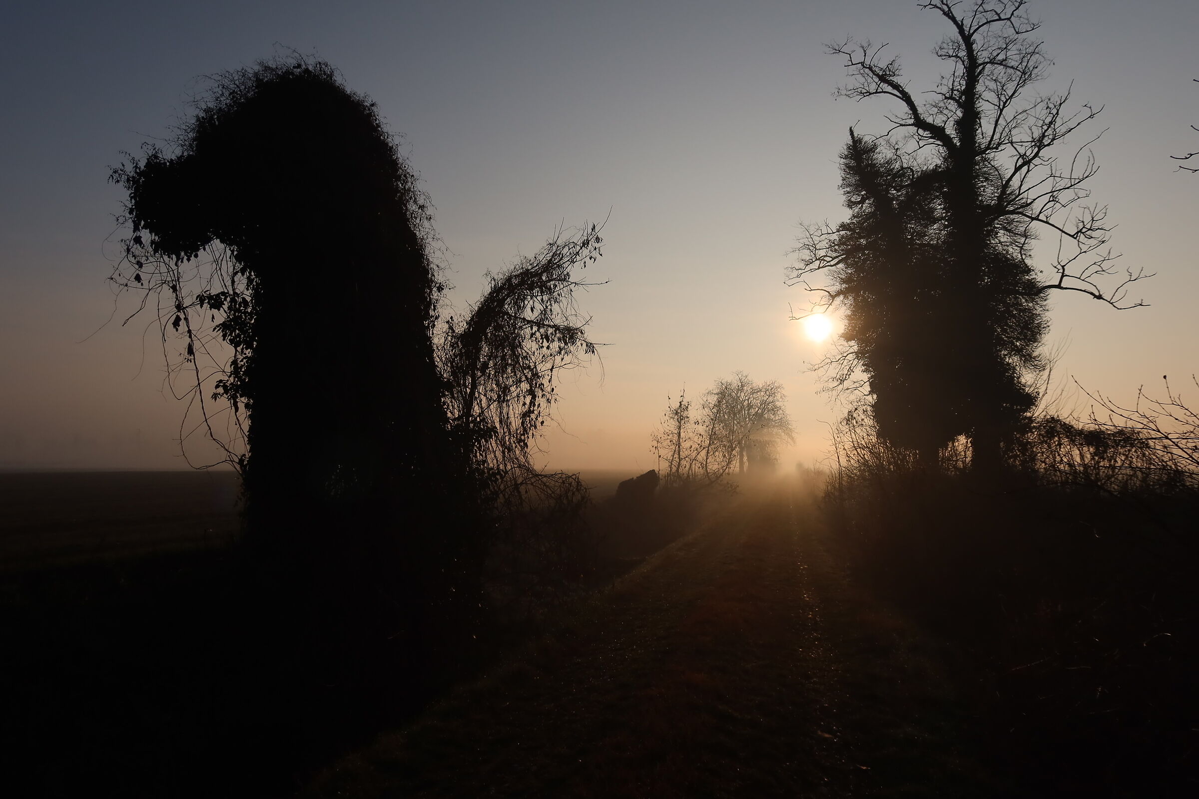 Sgambatoio nella nebbia