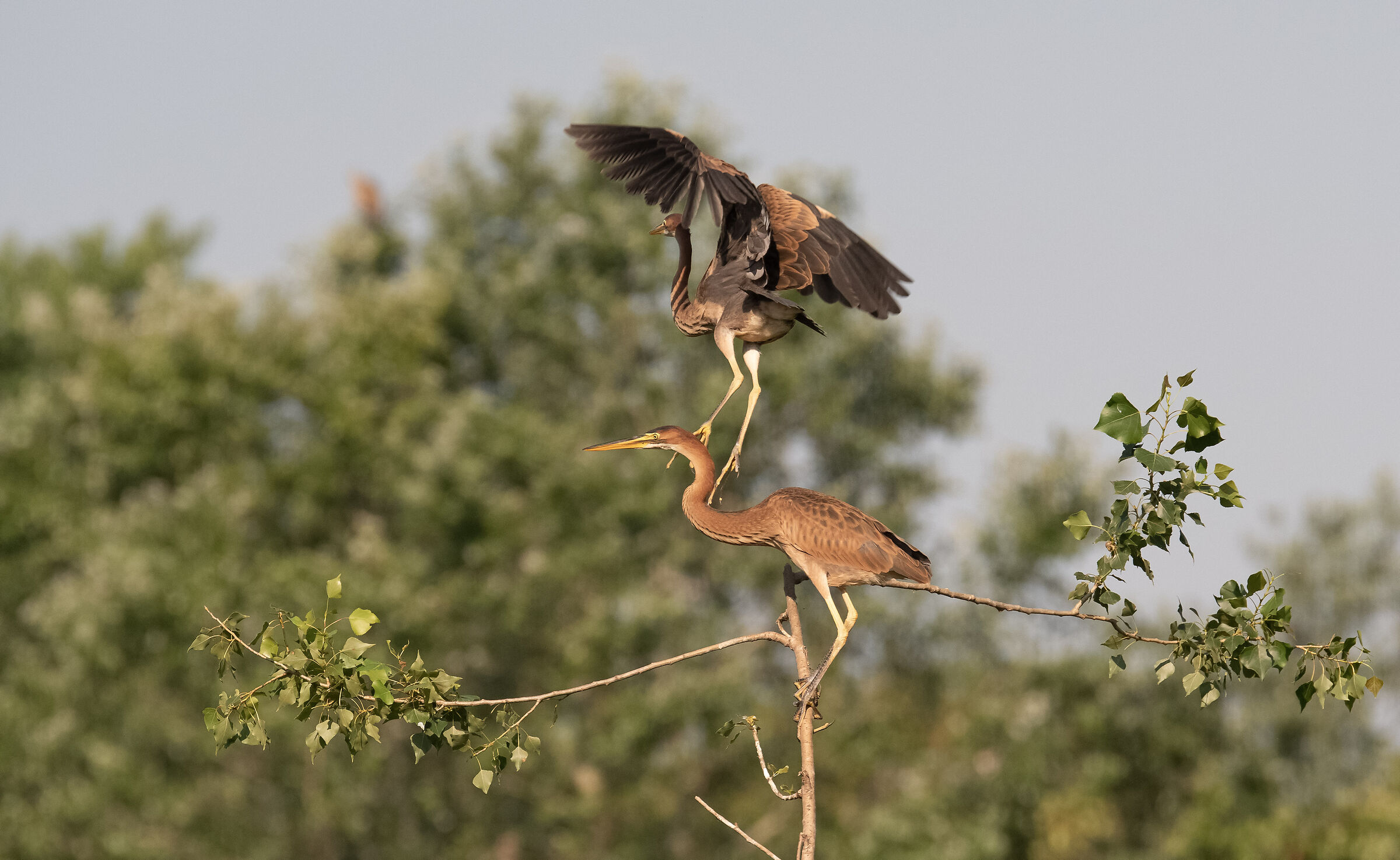 giovani aironi rossi
