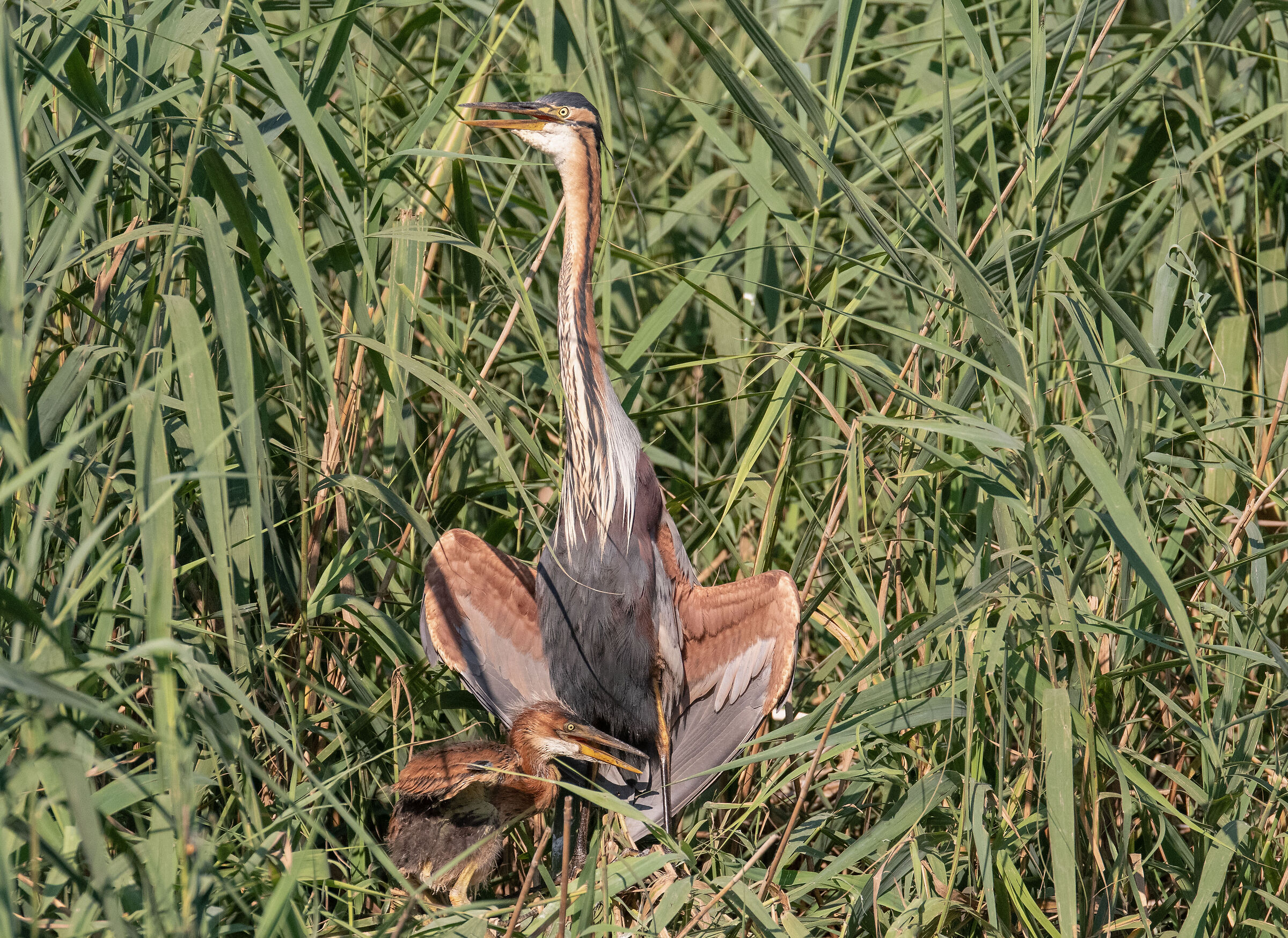 airone rosso con il piccolo