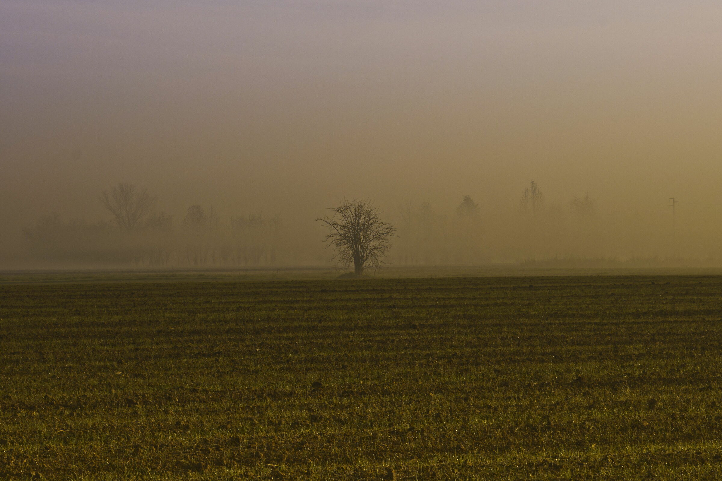 Albero solitario 2 anni dopo - alba