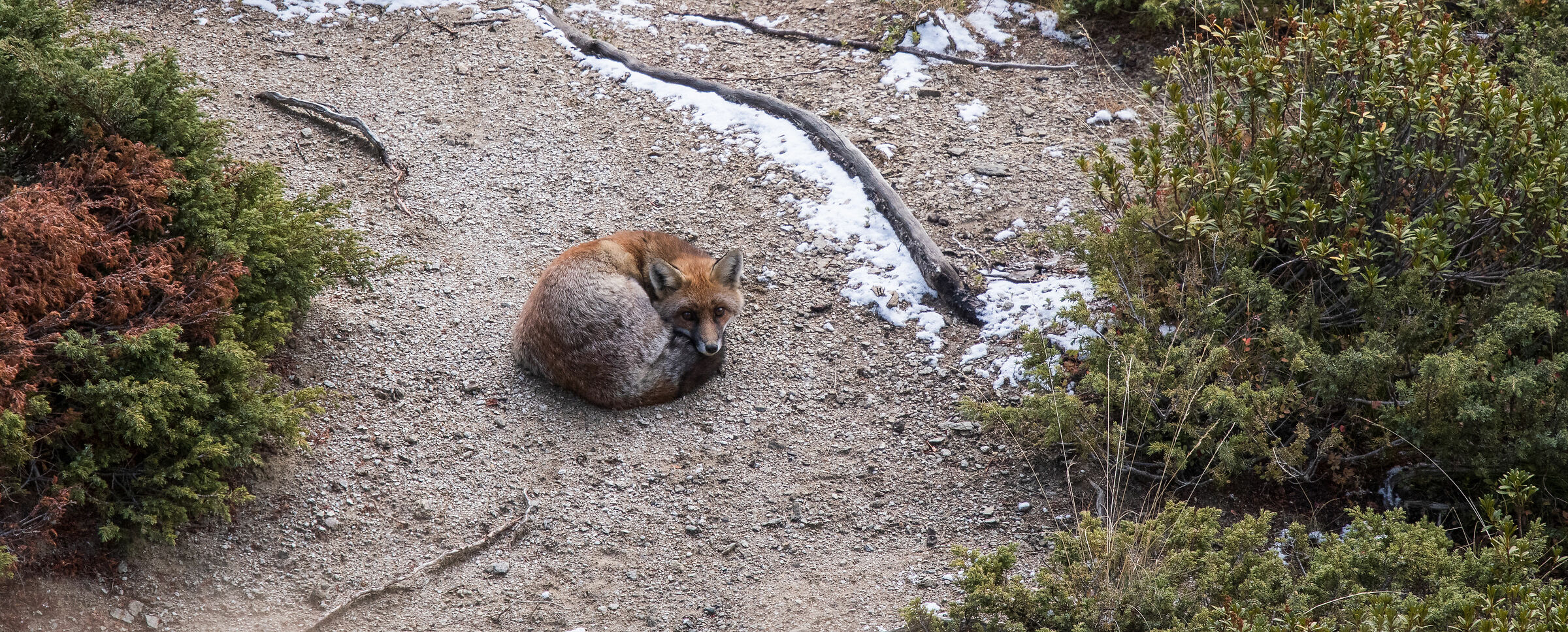 volpe - settembre 2022