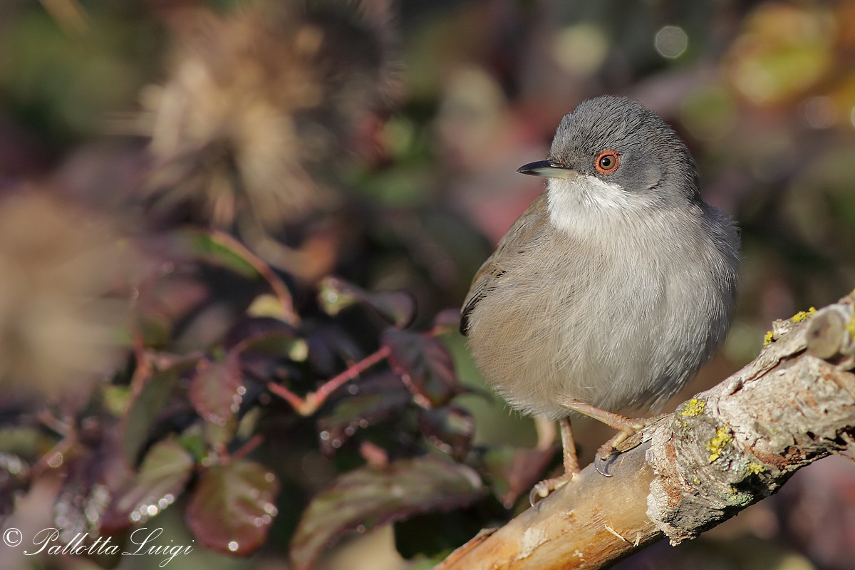 Sardinian Warbler (Sylvia melanocephala)