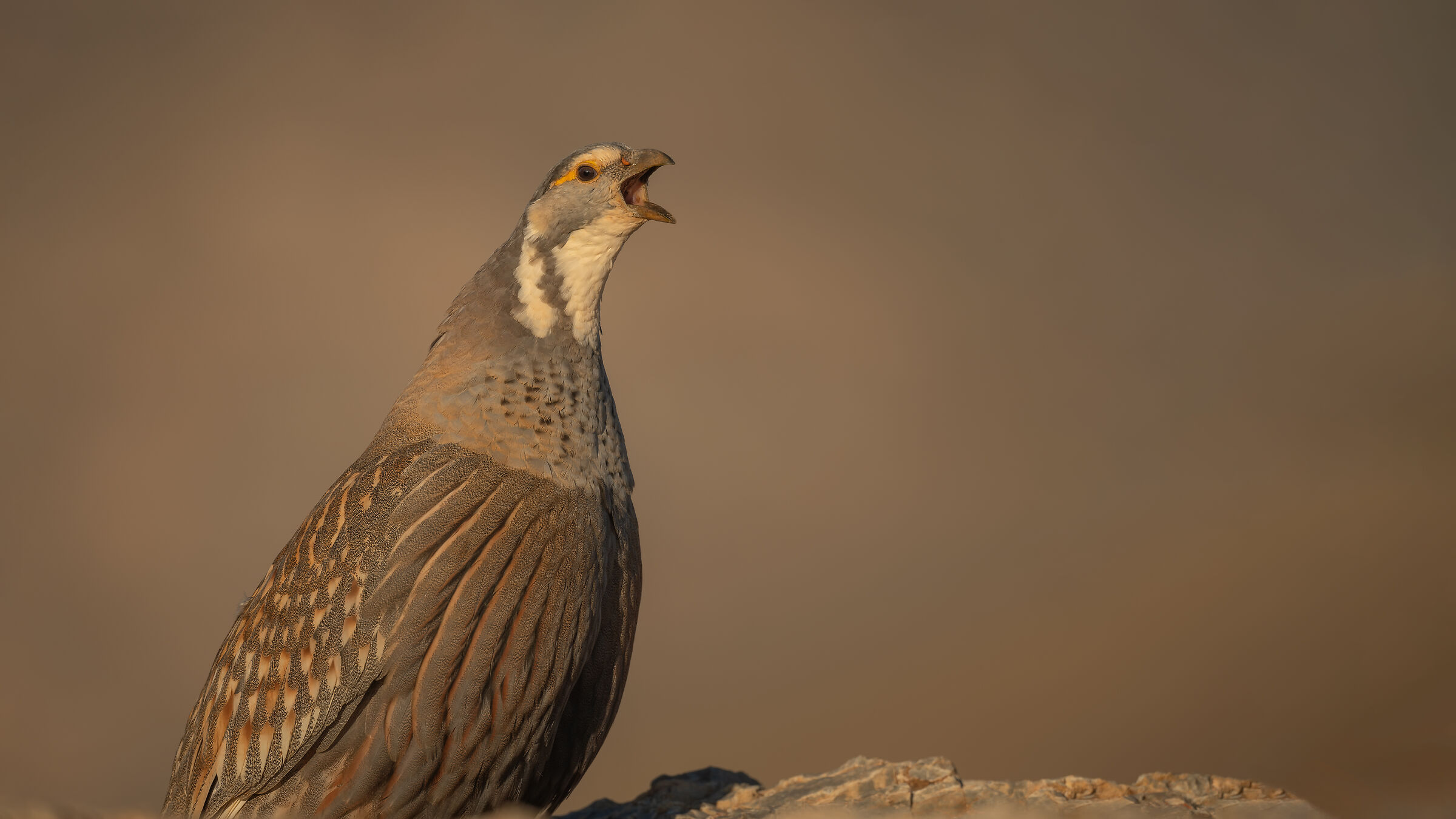 Tetraogallus caspius » Caspian Snowcock