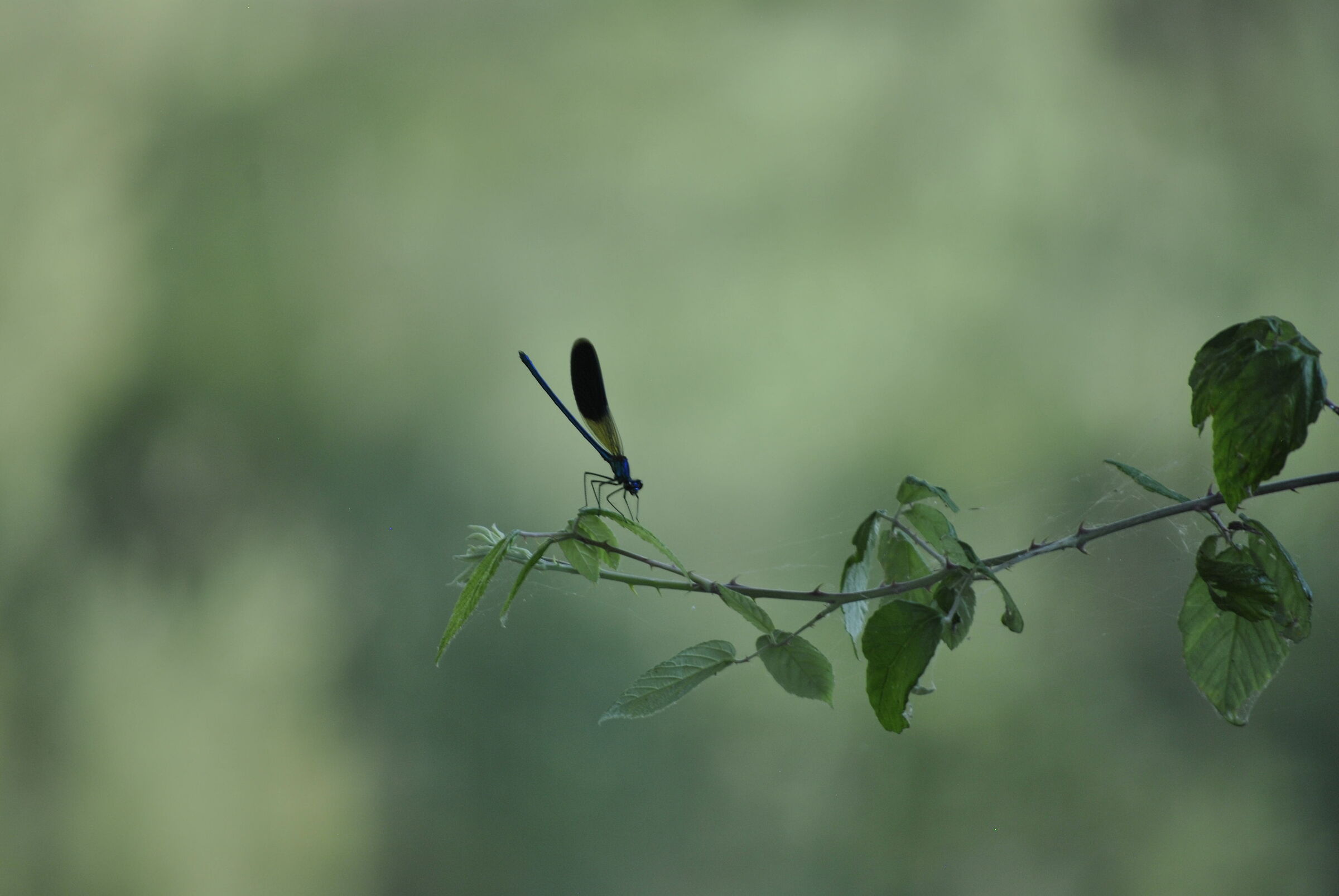 Untitled Photo