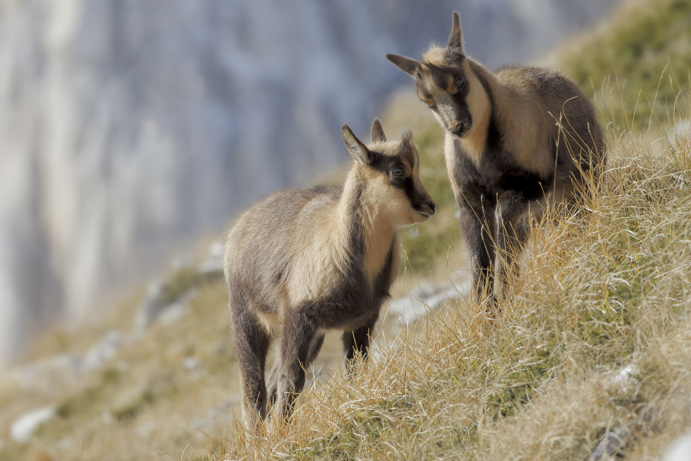 Camoscio appenninico