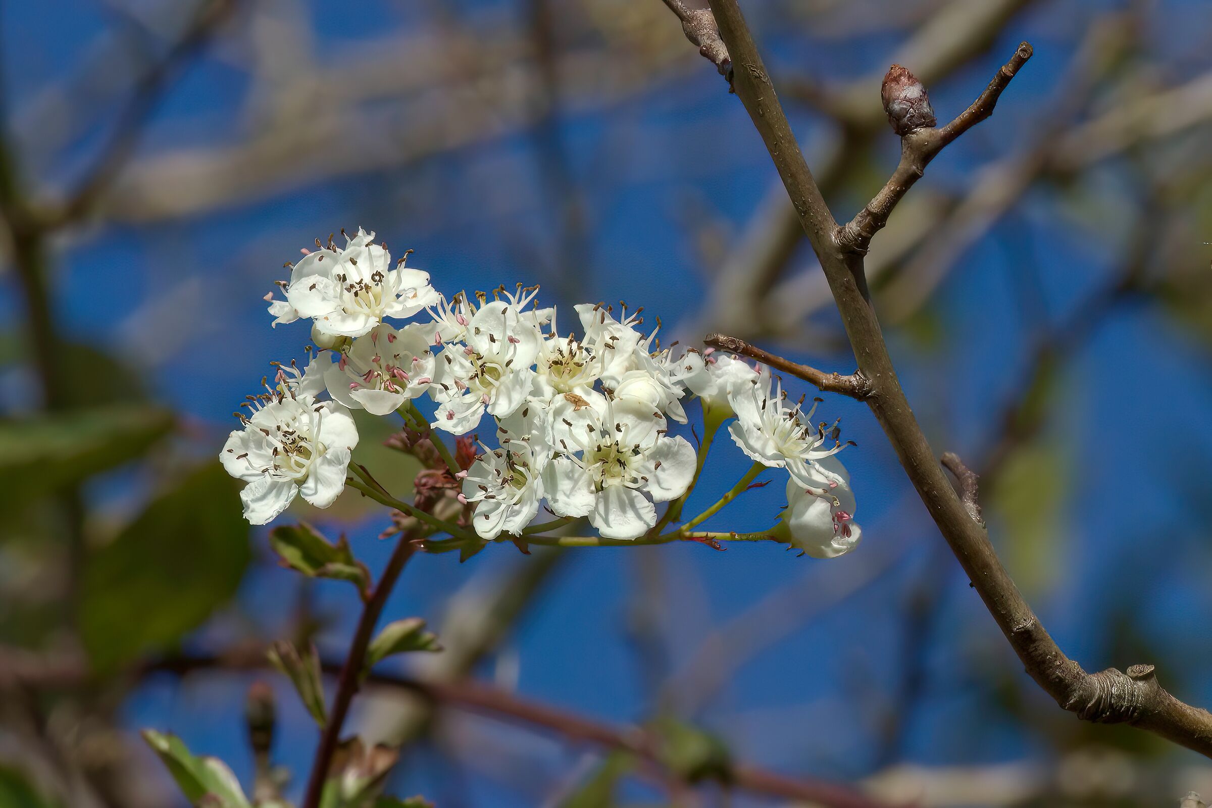 February Flowers